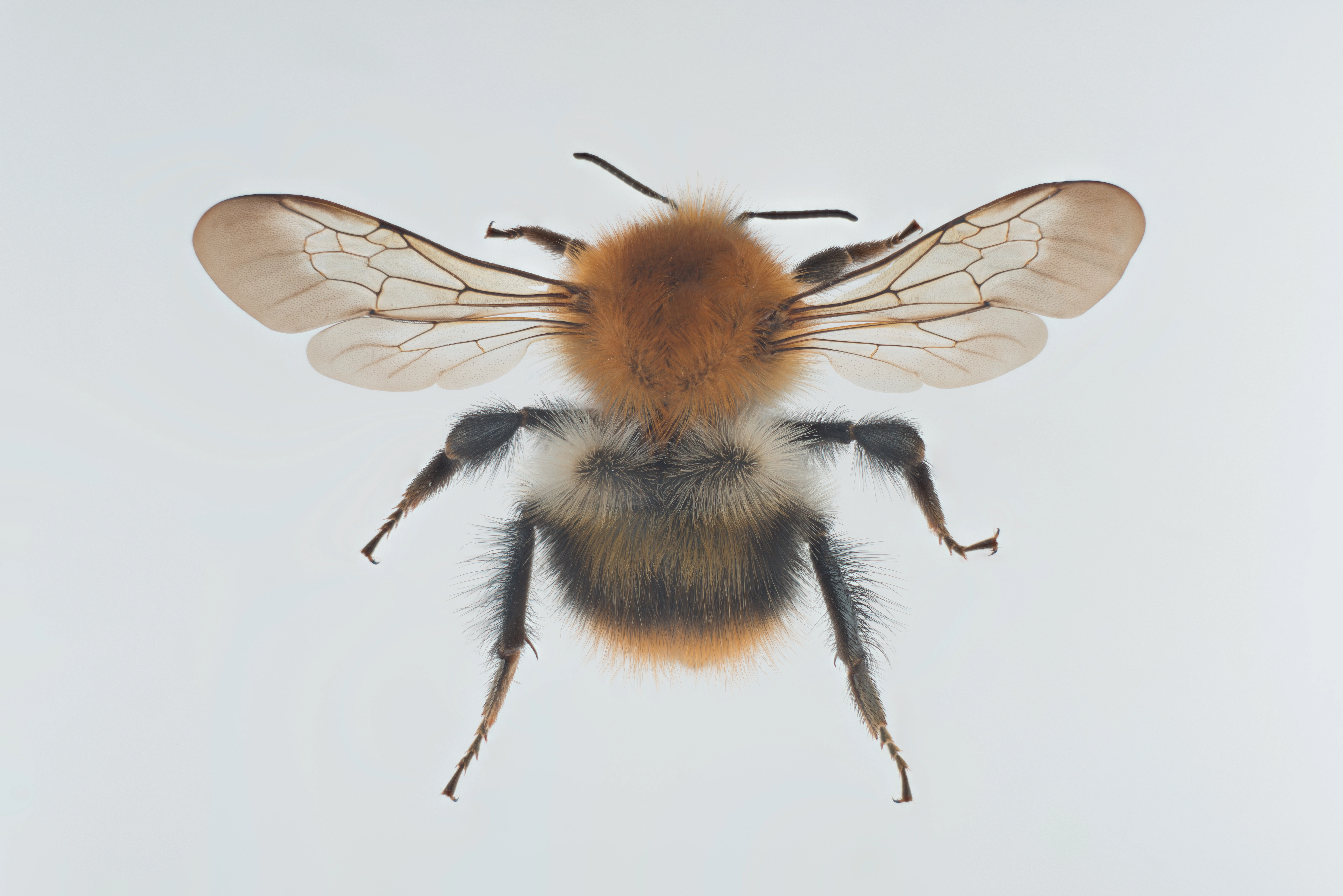 : Bombus pascuorum.