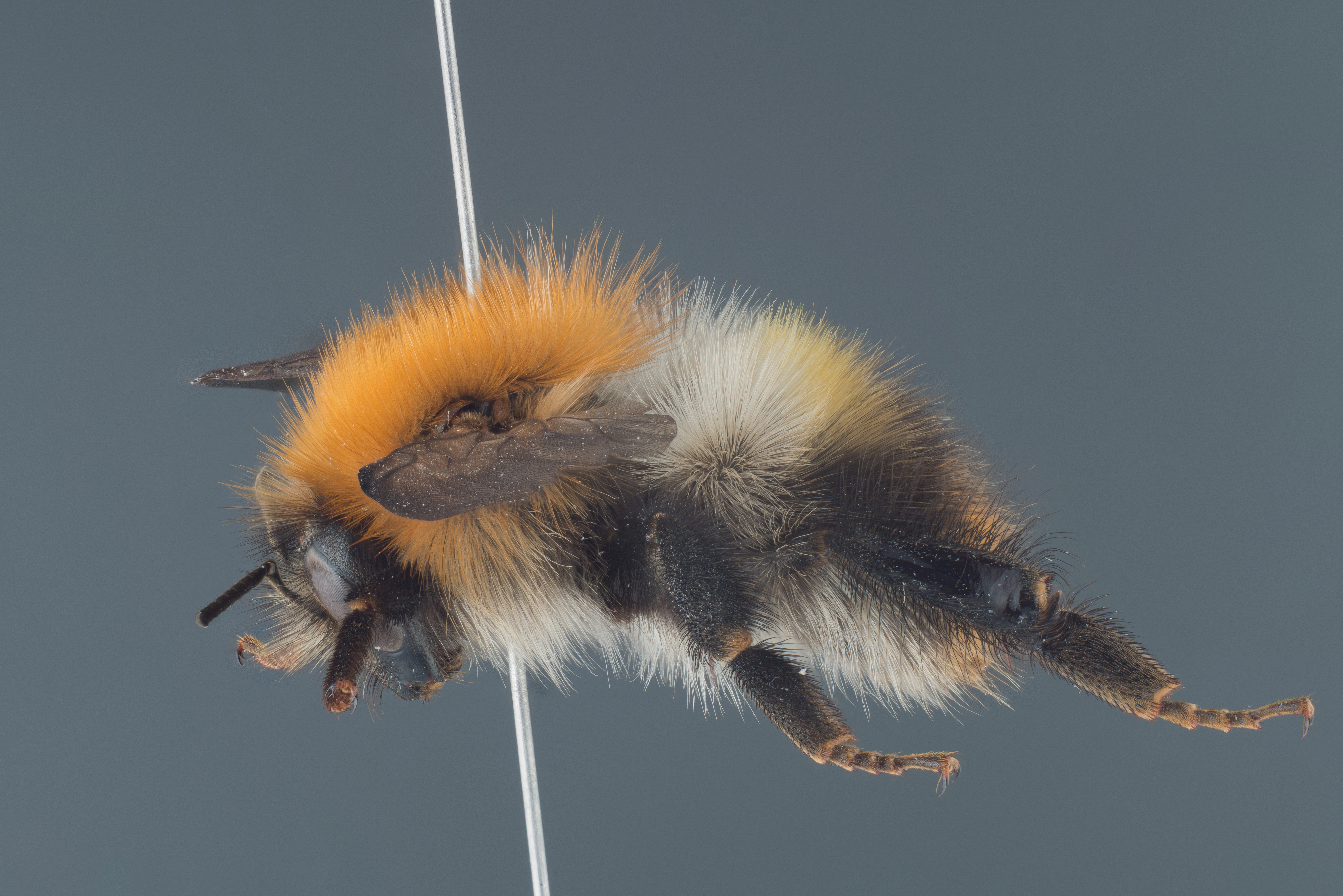 : Bombus pascuorum.