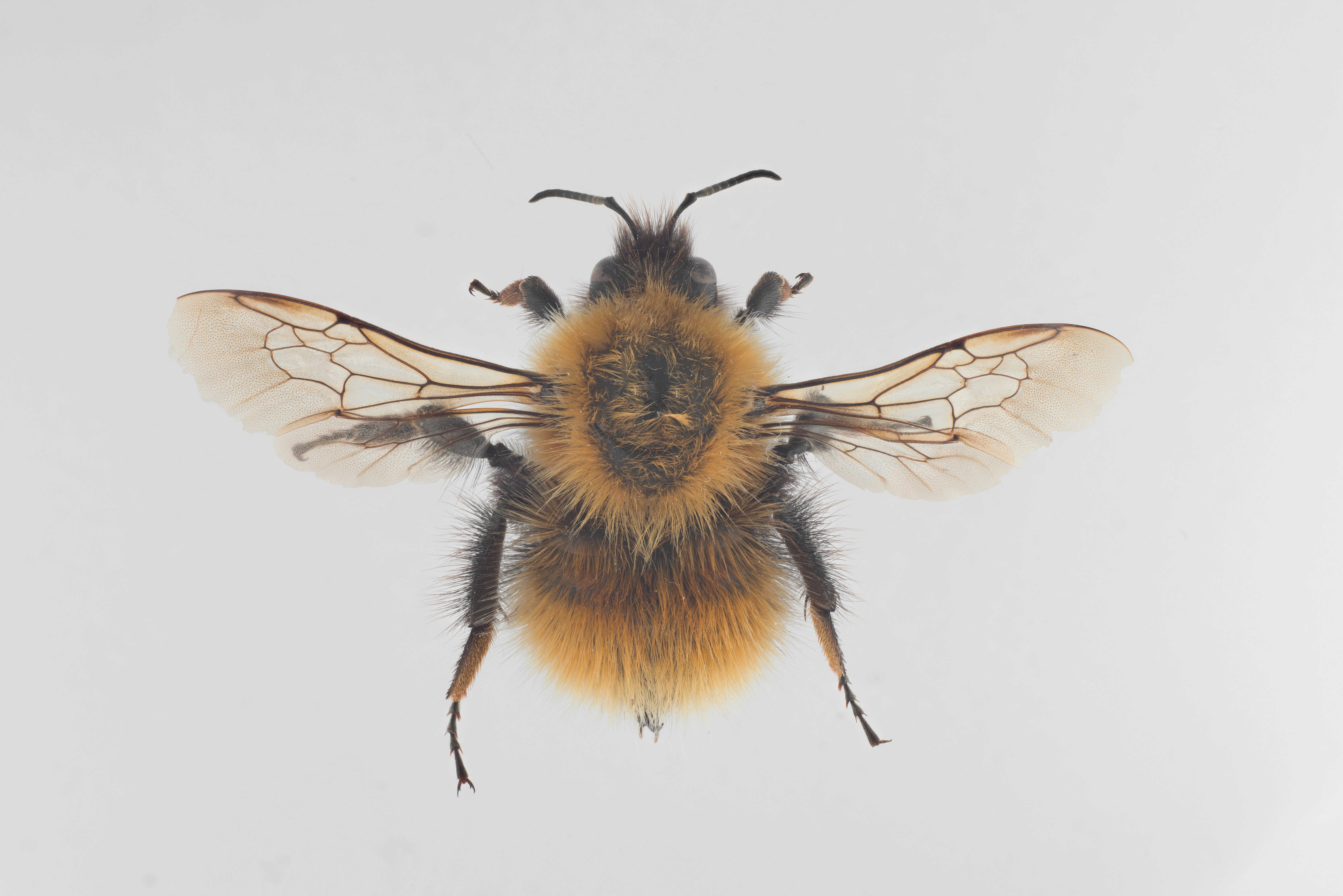 : Bombus pascuorum.