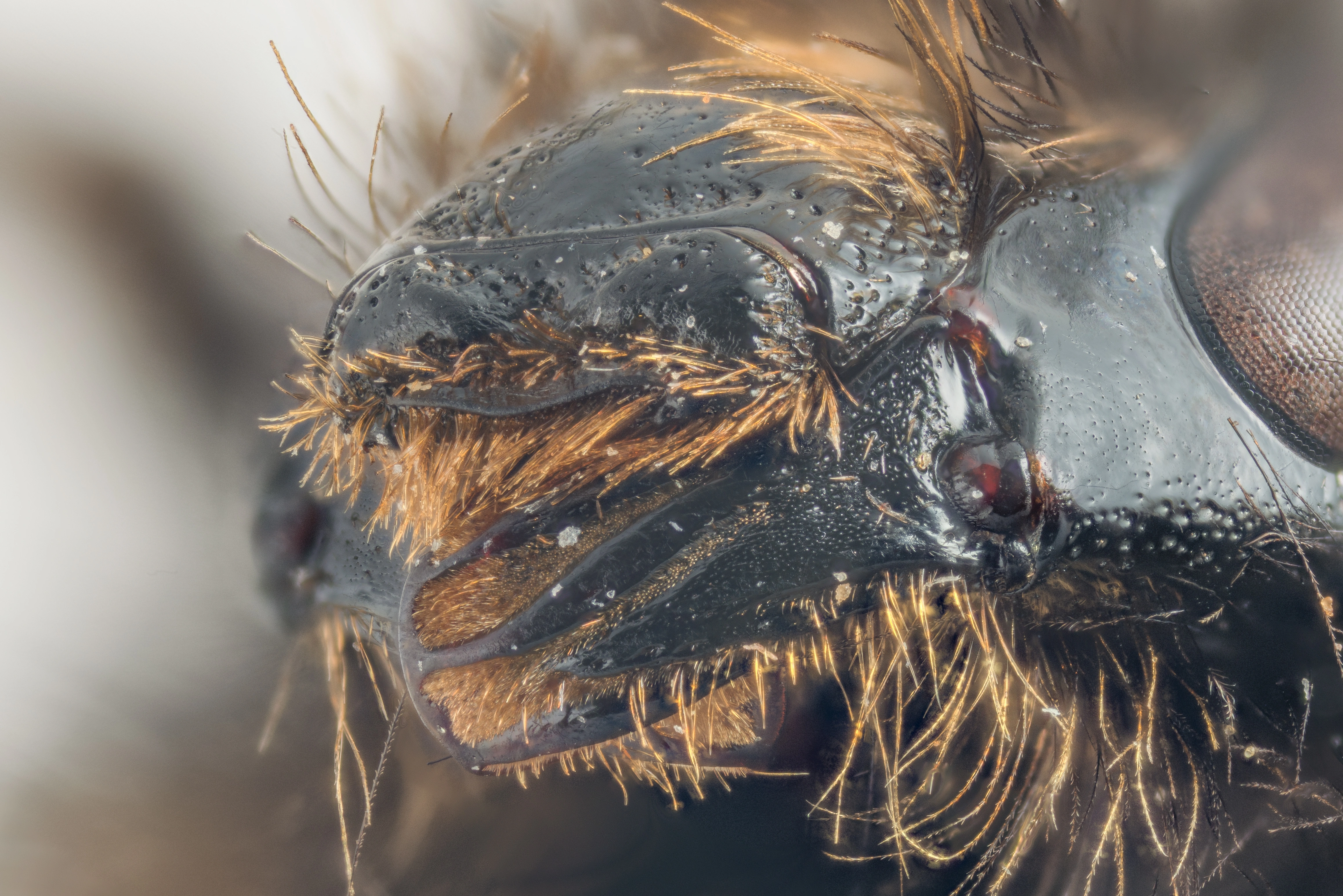 : Bombus sylvarum.