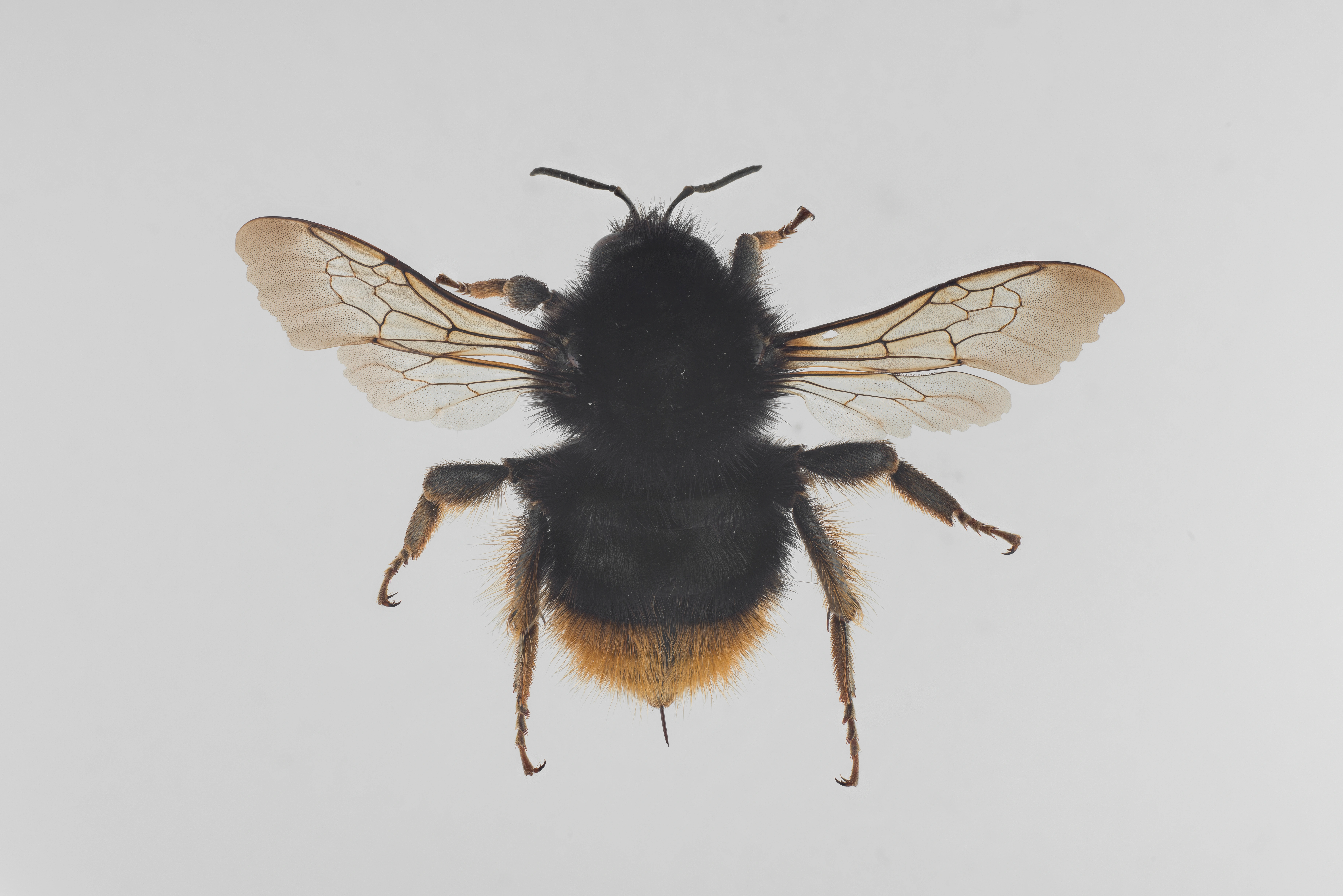 : Bombus sylvarum.