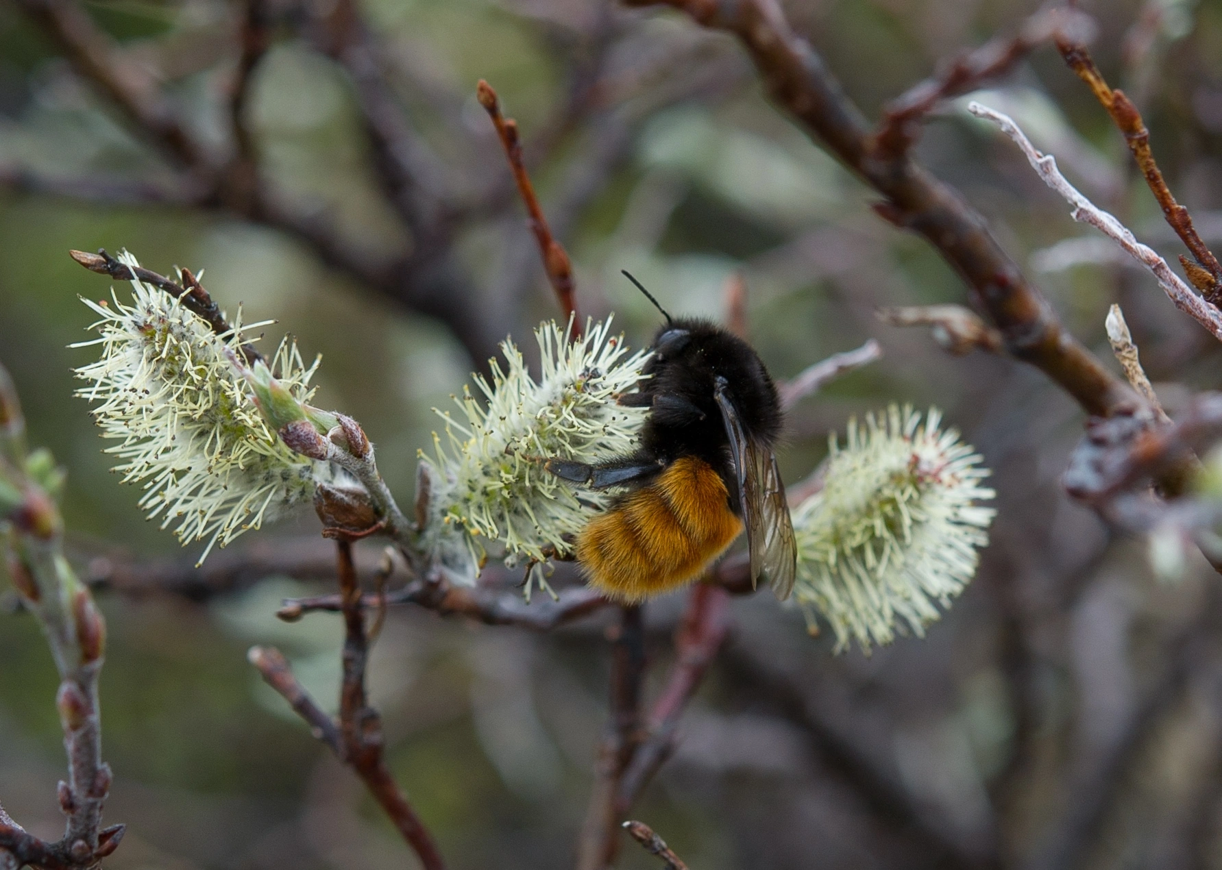 : Bombus (Alpinobombus) alpinus.