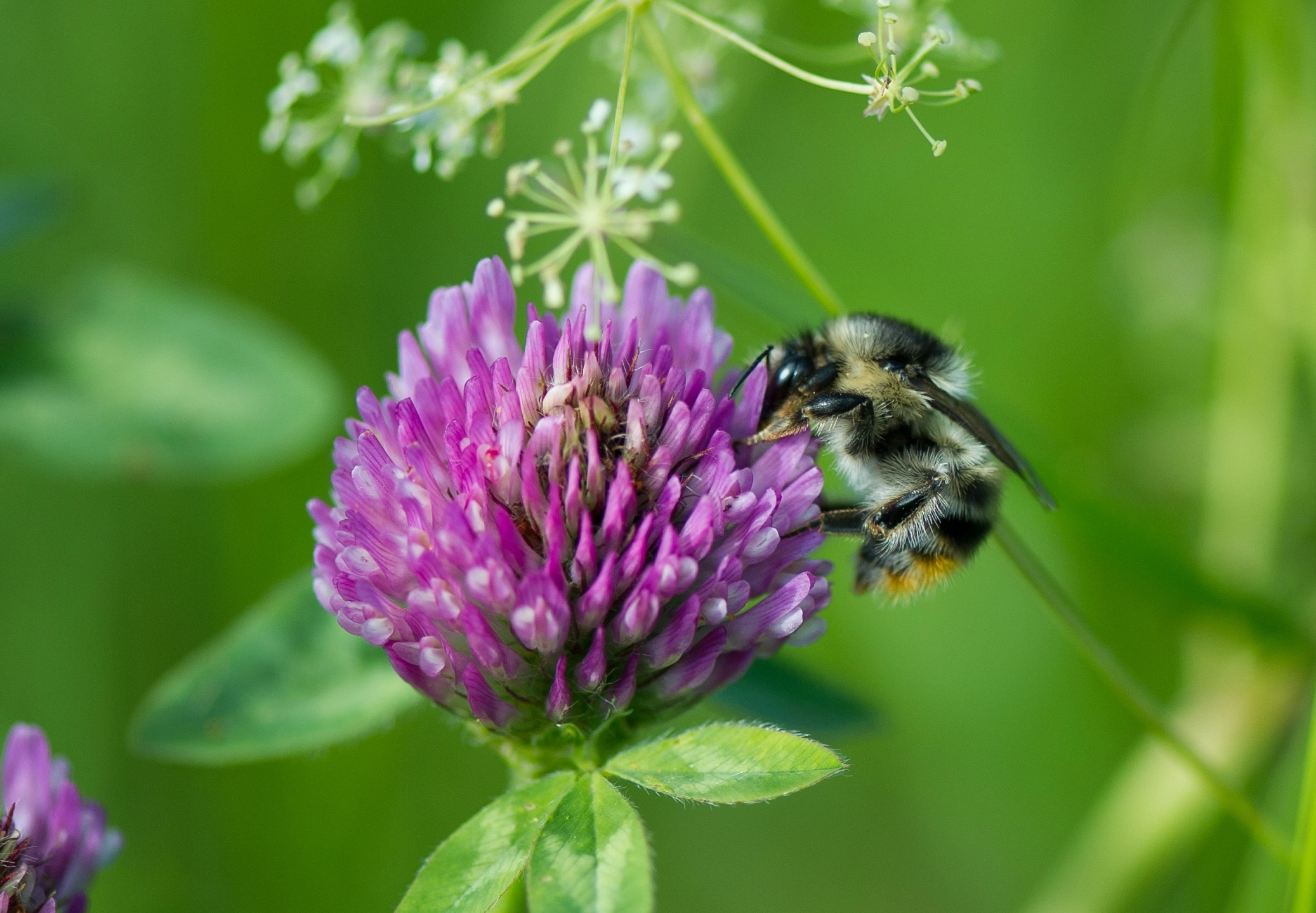 : Bombus (Thoracobombus) sylvarum.