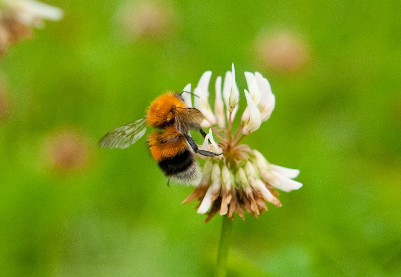 : Bombus (Pyrobombus) hypnorum.