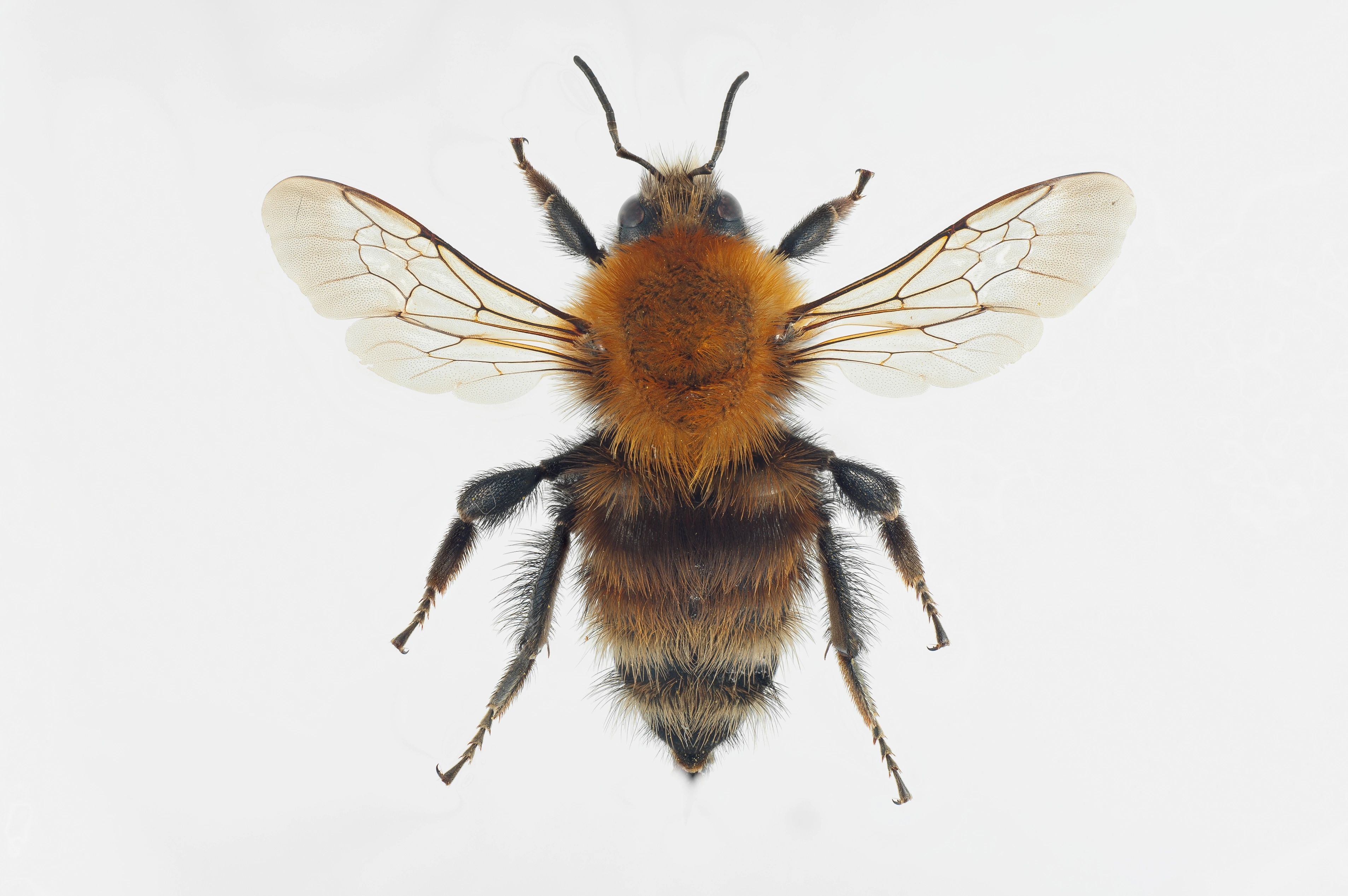 : Bombus humilis.