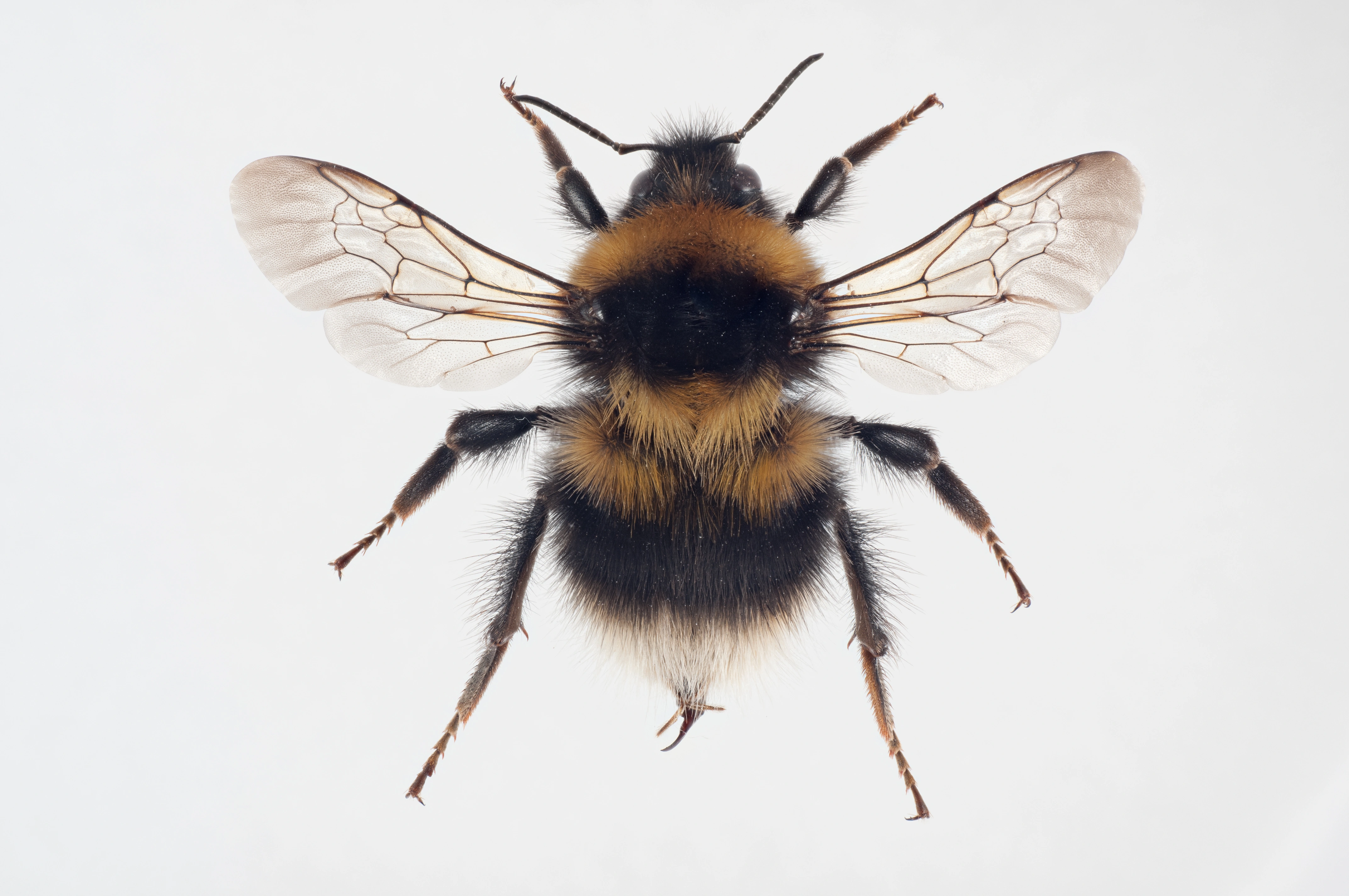 : Bombus (Pyrobombus) jonellus.