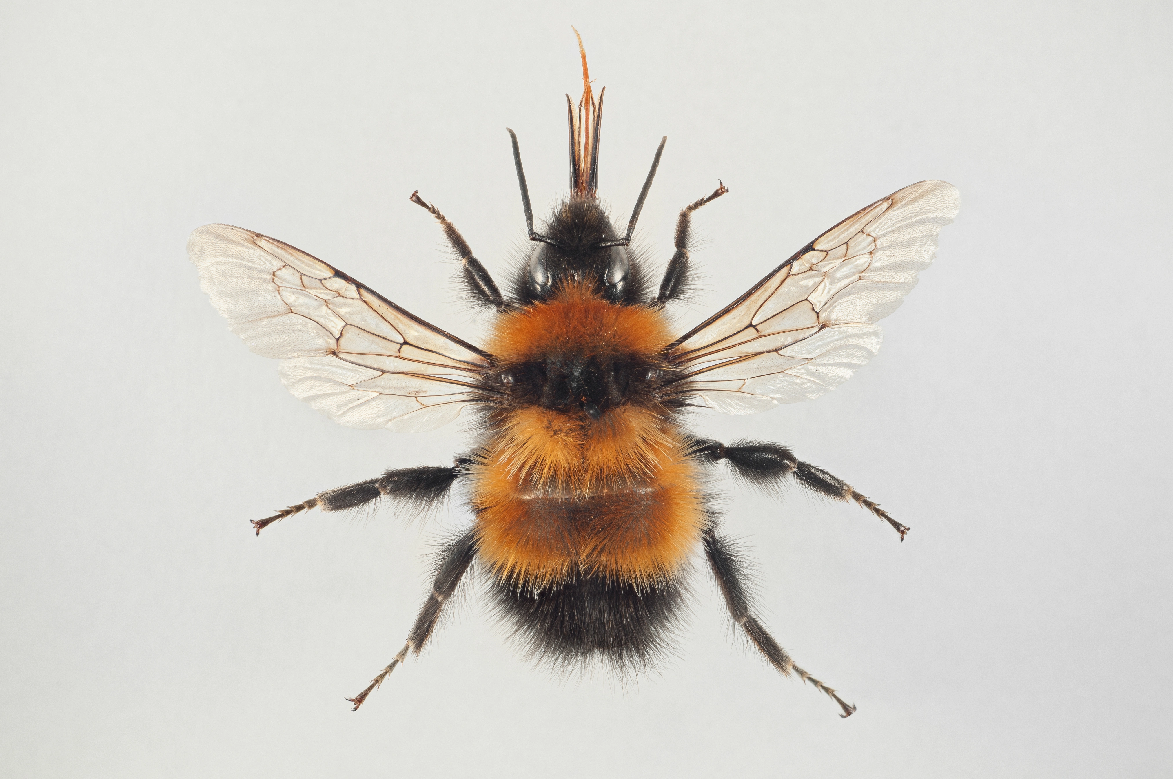 : Bombus hyperboreus.