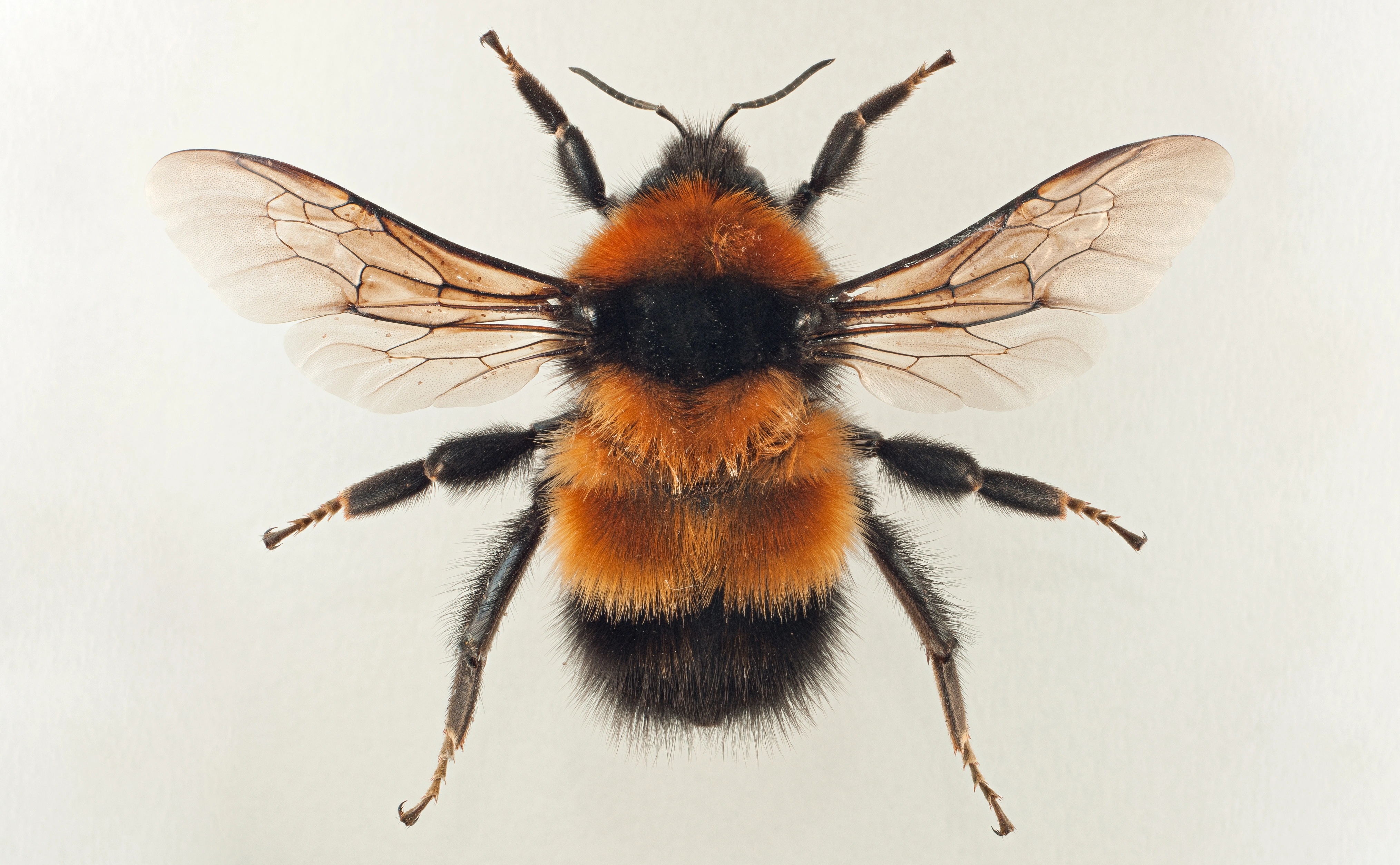 : Bombus hyperboreus.