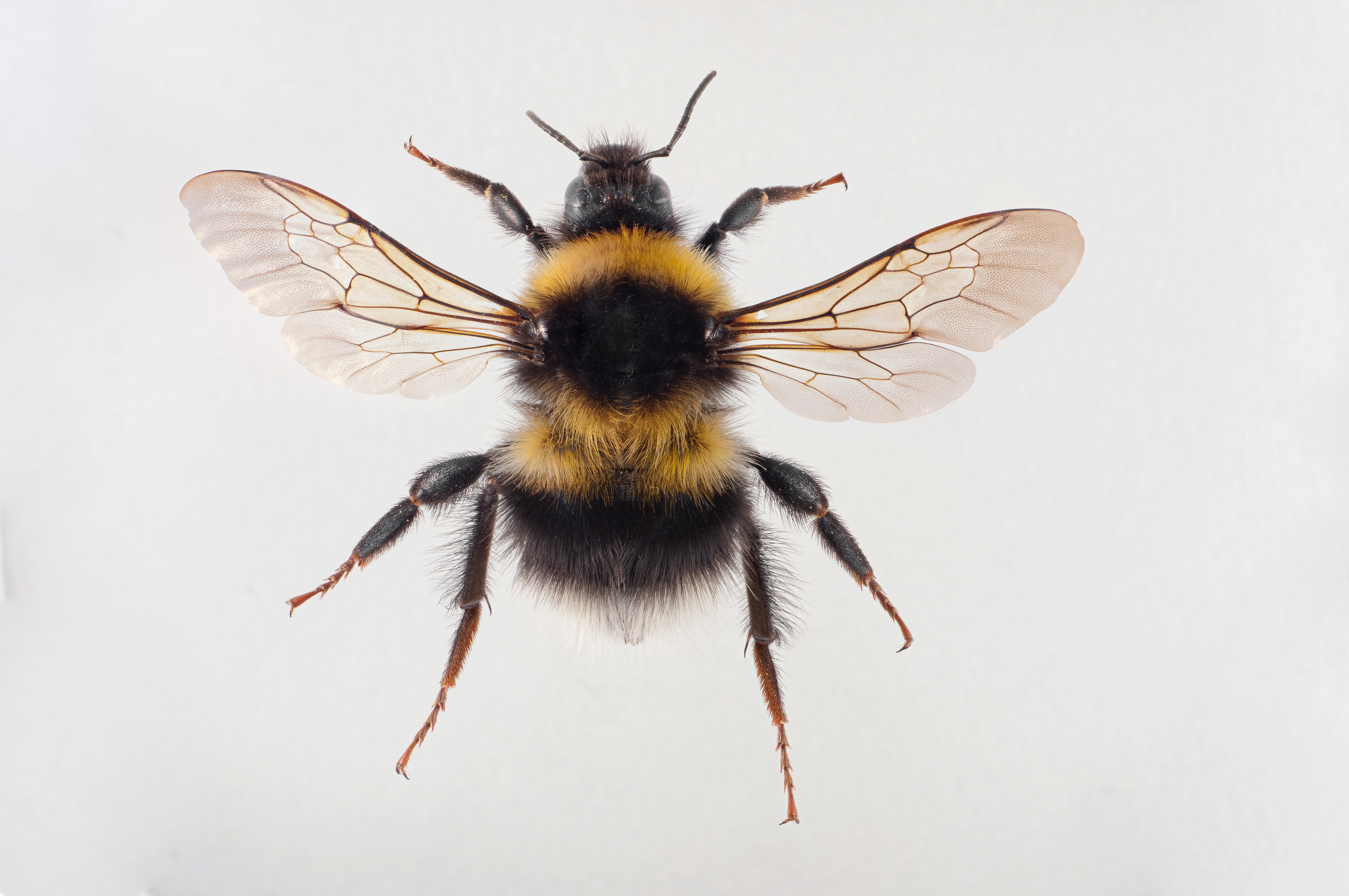 : Bombus hortorum.