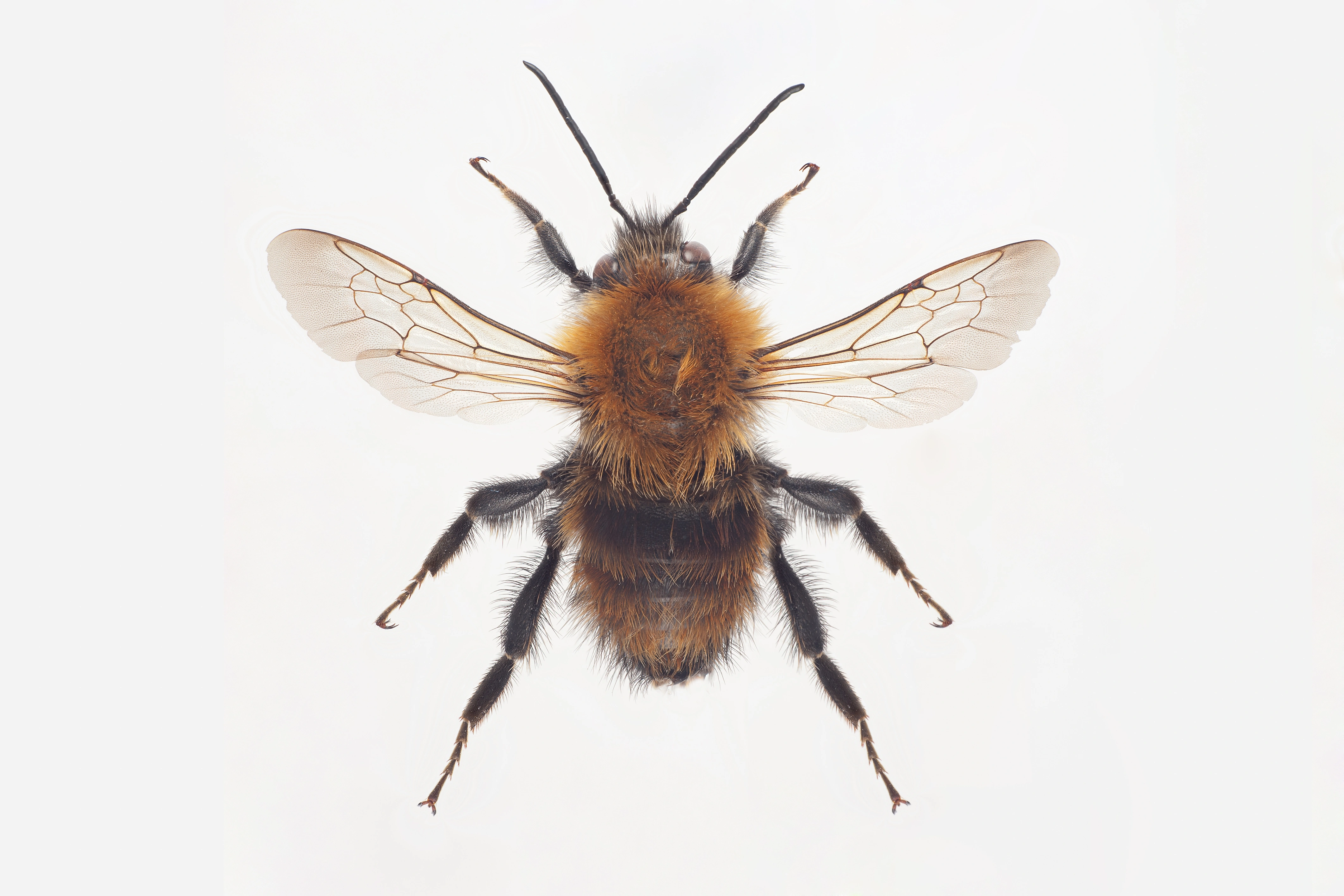 : Bombus (Thoracobombus) humilis.