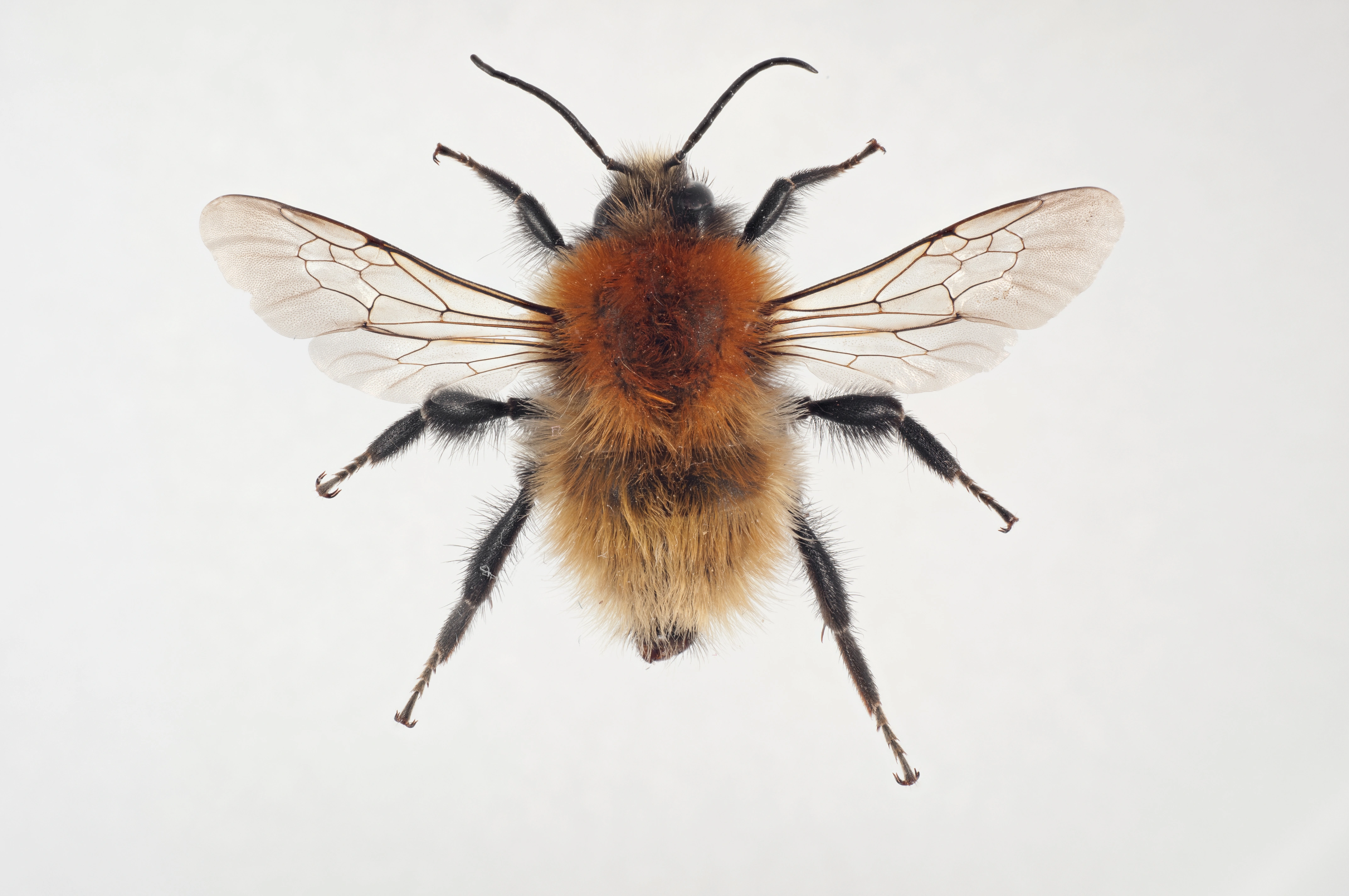 : Bombus muscorum.