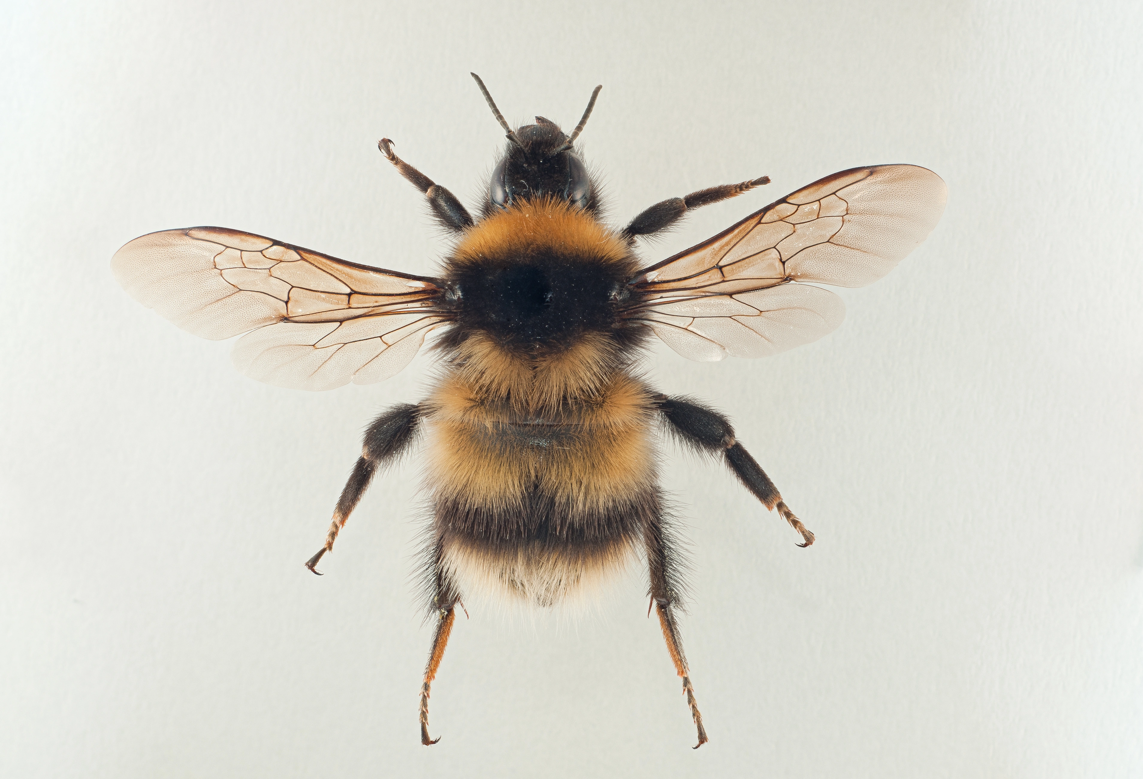 : Bombus (Alpinobombus) balteatus.