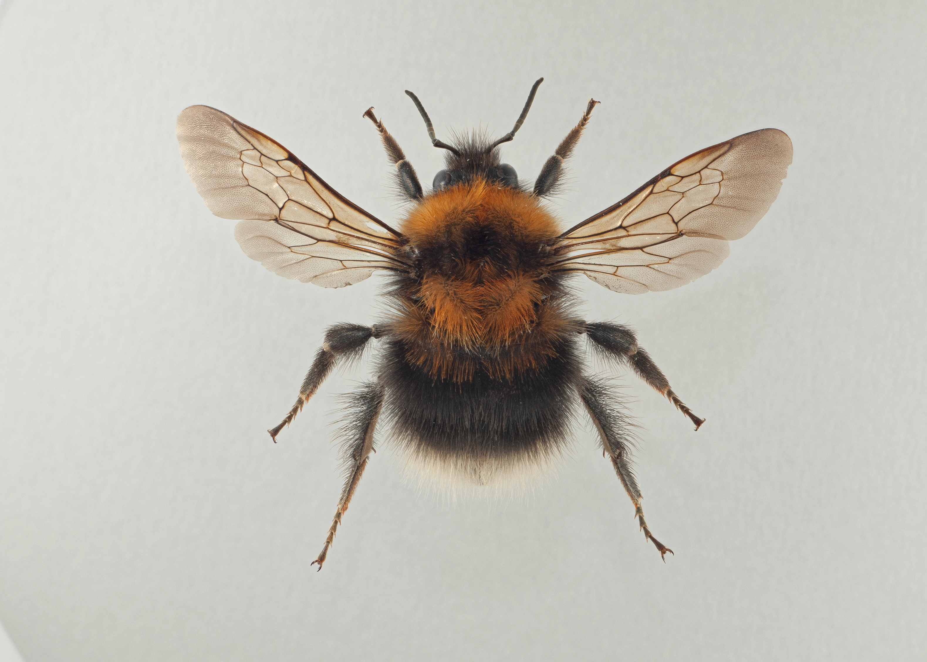 : Bombus (Pyrobombus) cingulatus.