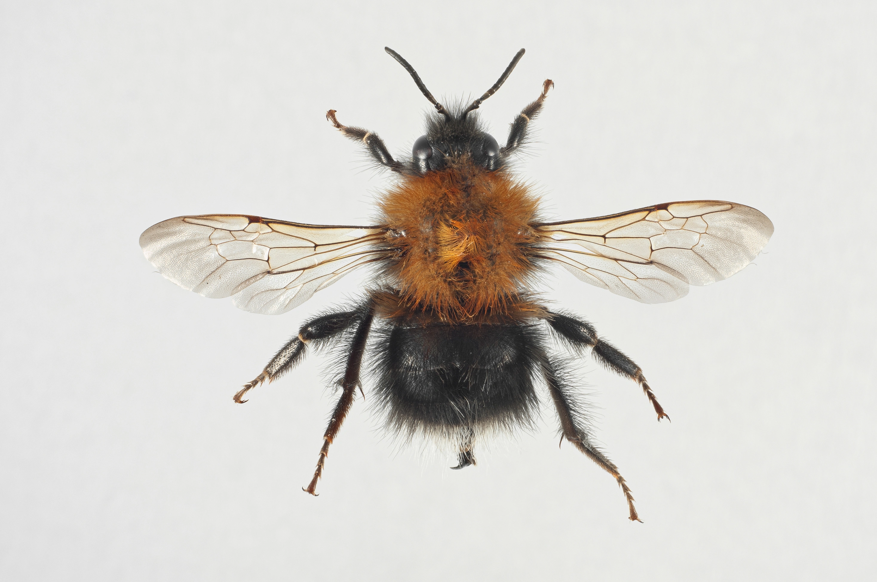 : Bombus (Pyrobombus) hypnorum.