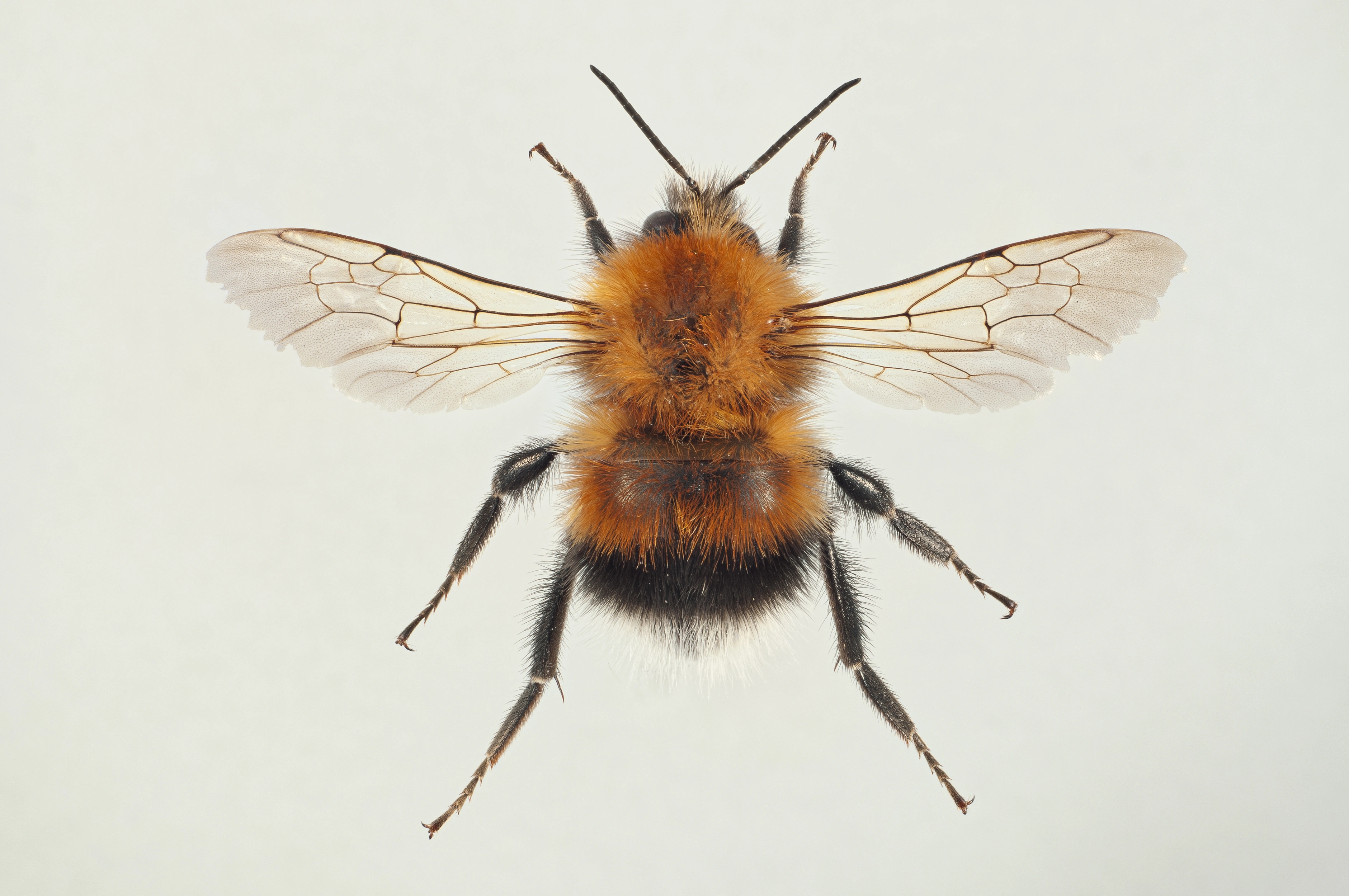 : Bombus (Pyrobombus) hypnorum.