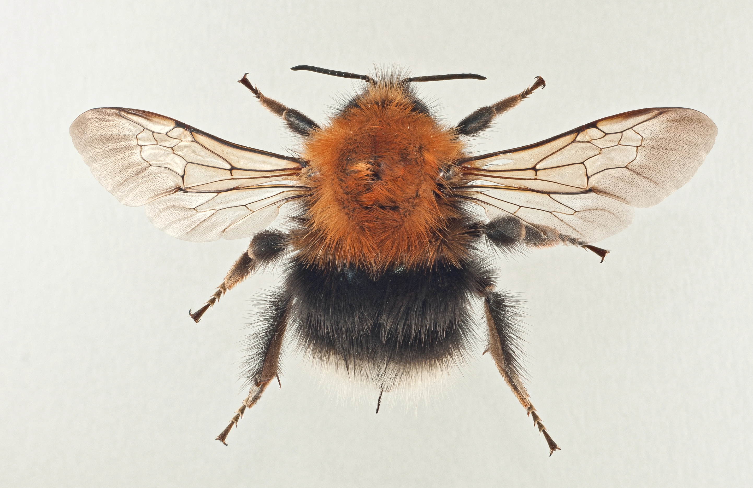 : Bombus hypnorum.