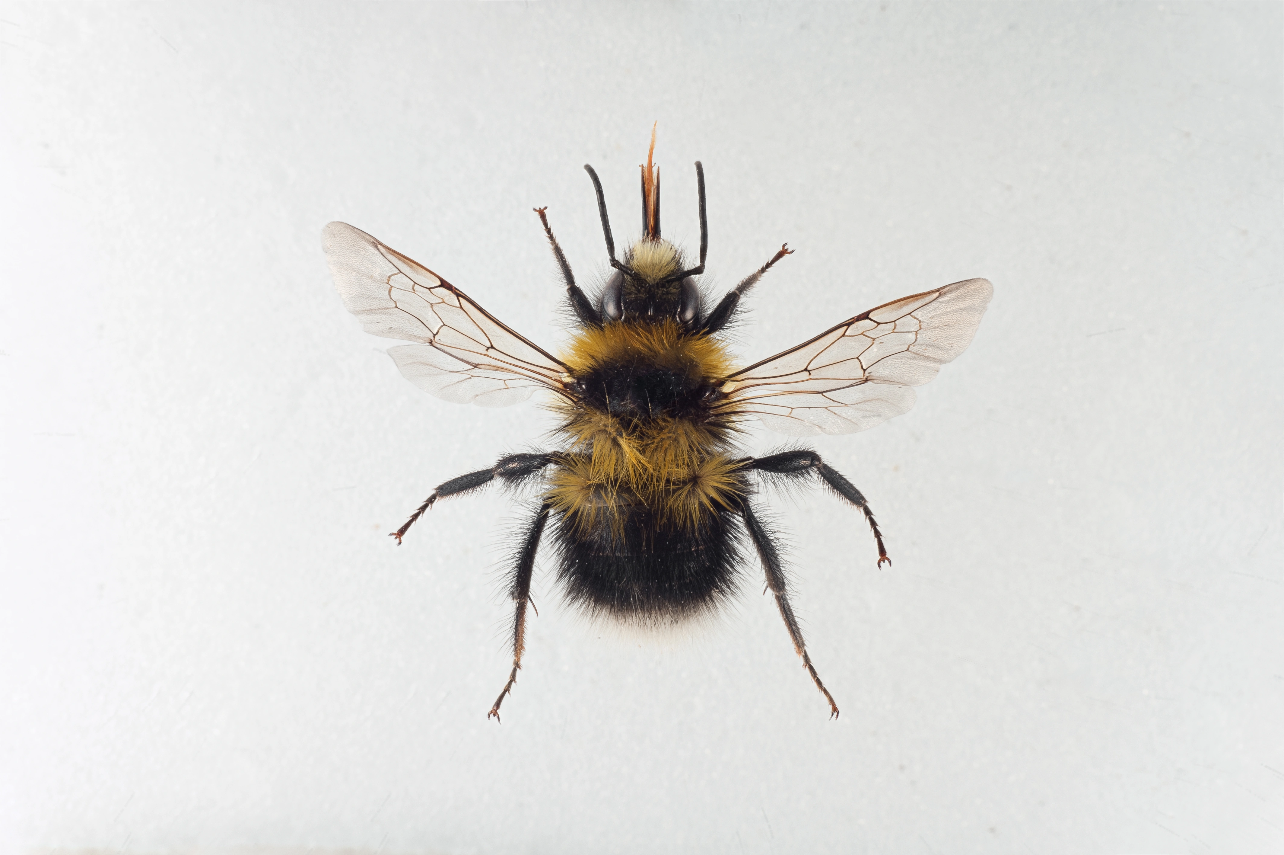 : Bombus (Pyrobombus) jonellus.