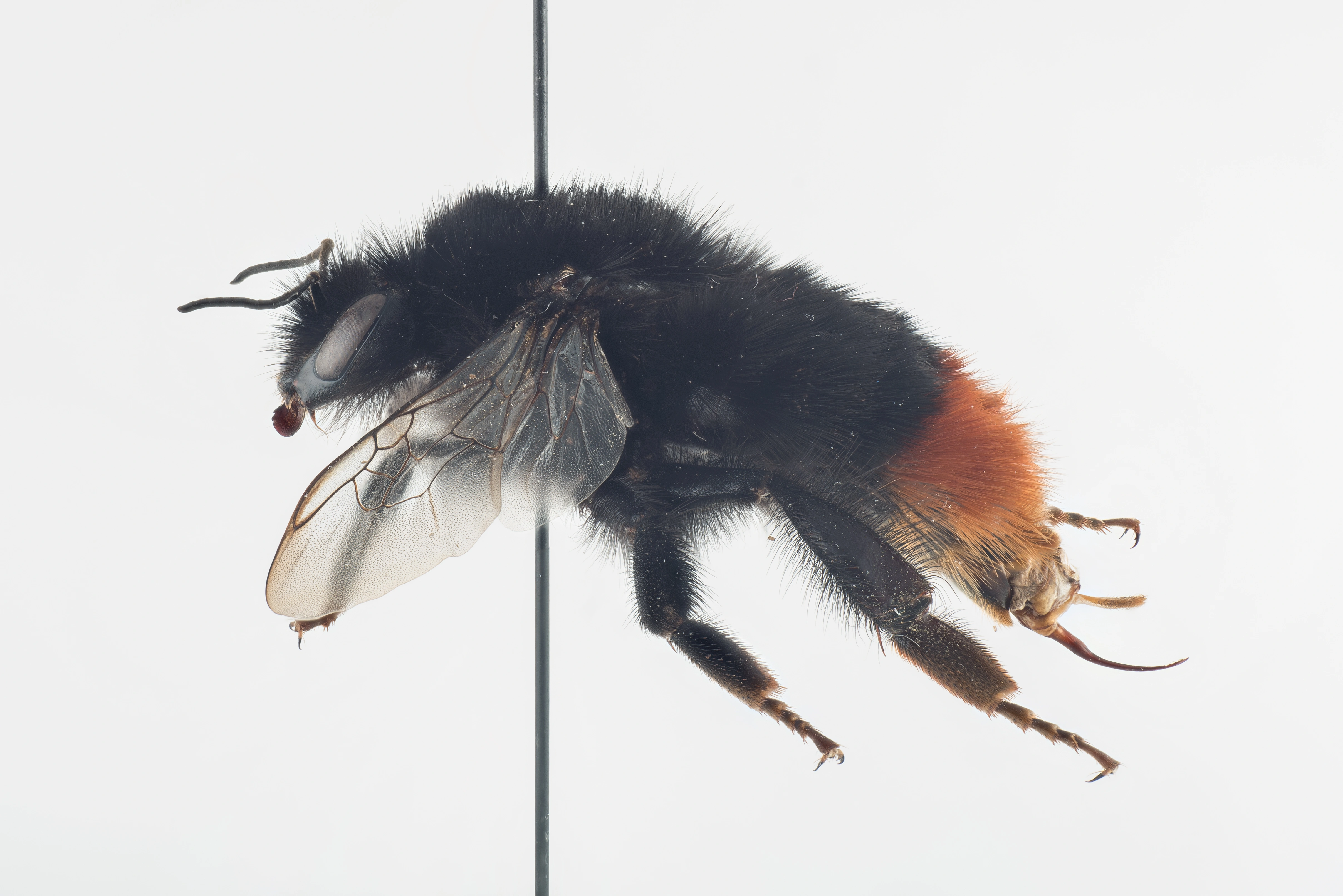 : Bombus (Melanobombus) lapidarius.