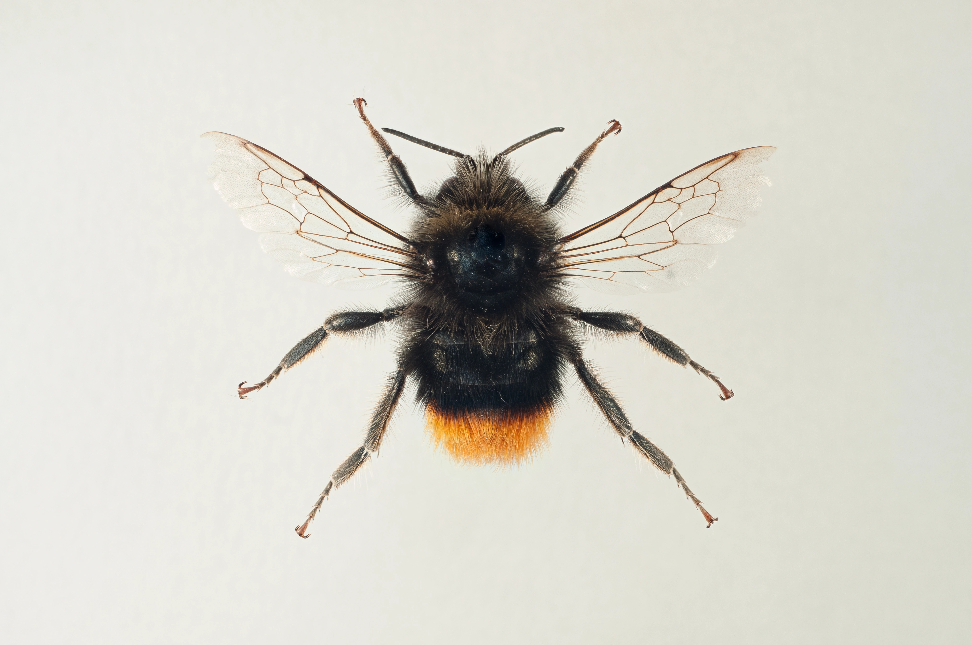 : Bombus lapidarius.