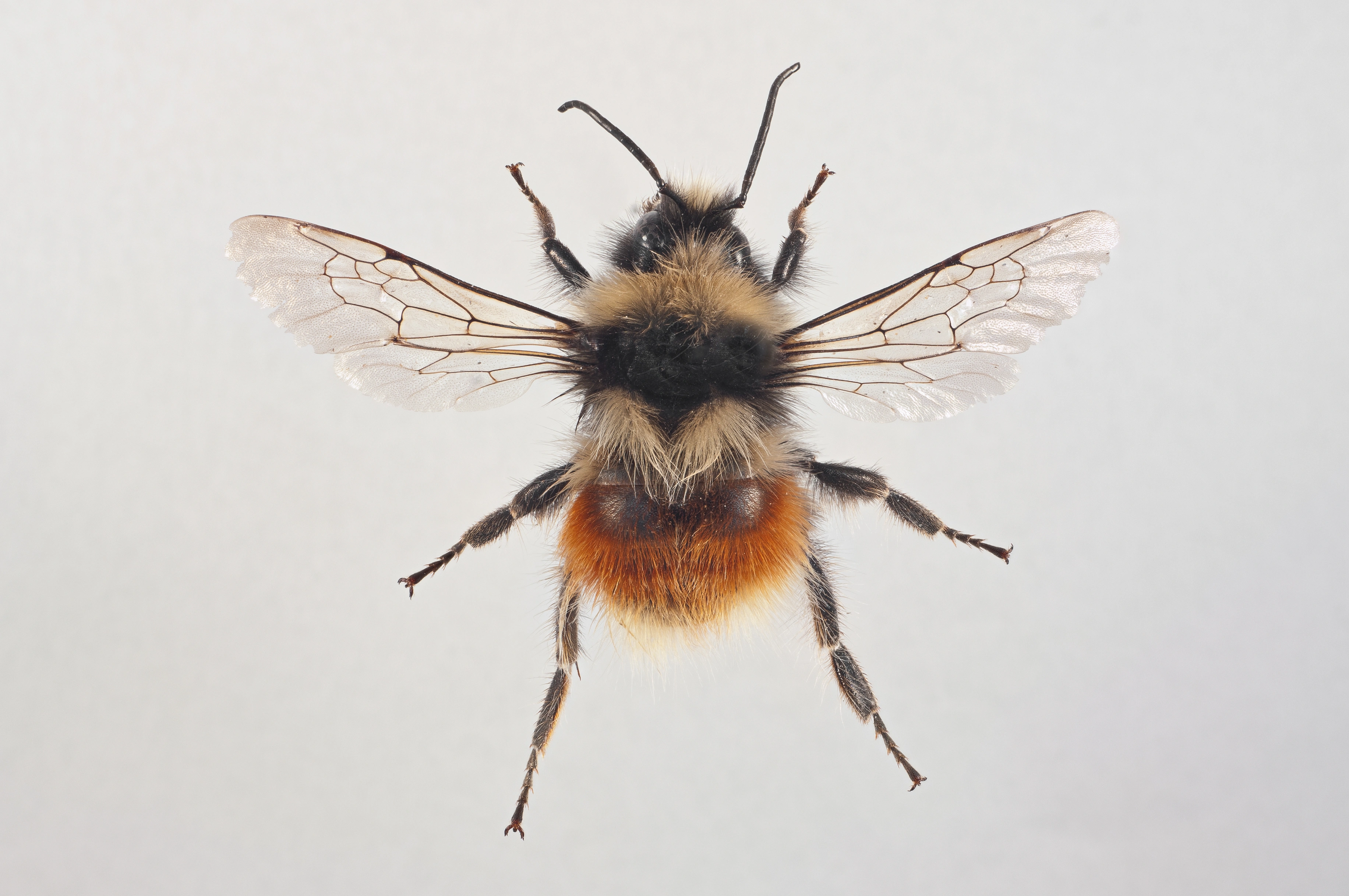 : Bombus (Pyrobombus) lapponicus.