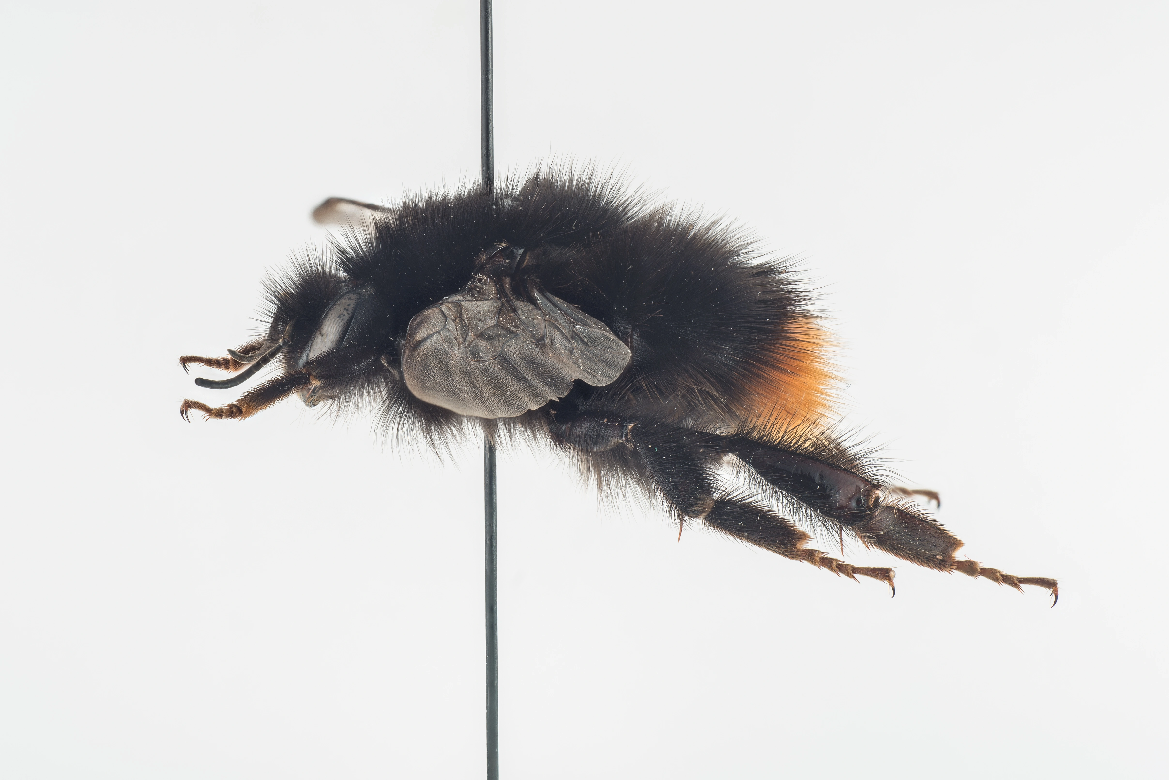 : Bombus wurflenii.