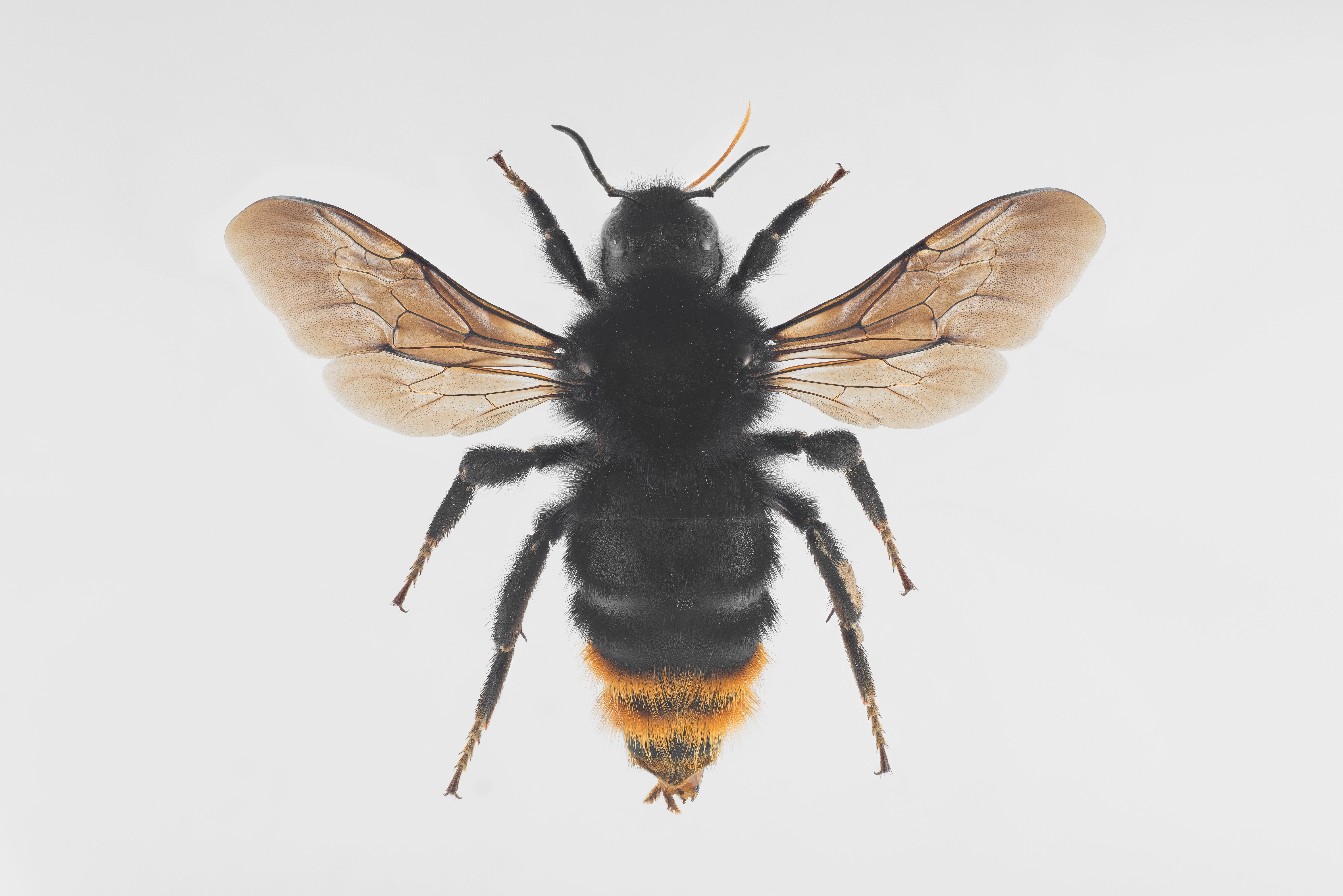 : Bombus rupestris.