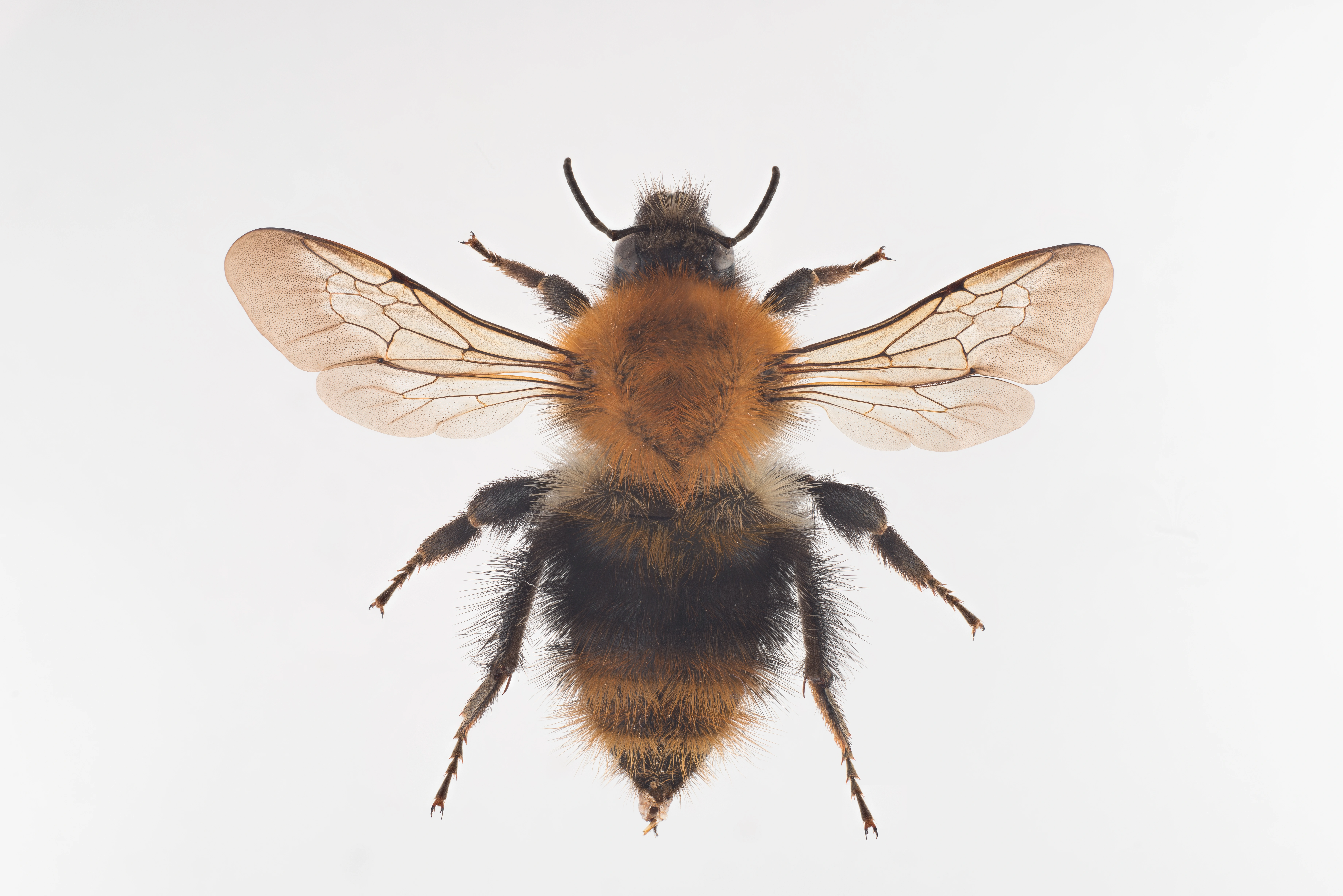 : Bombus pascuorum.