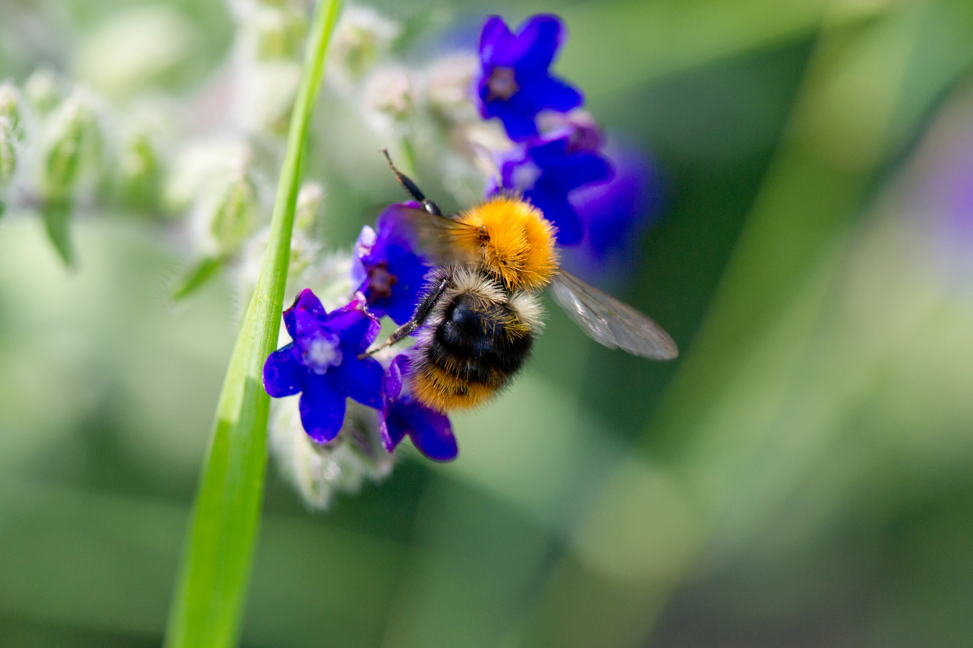 : Bombus pascuorum.