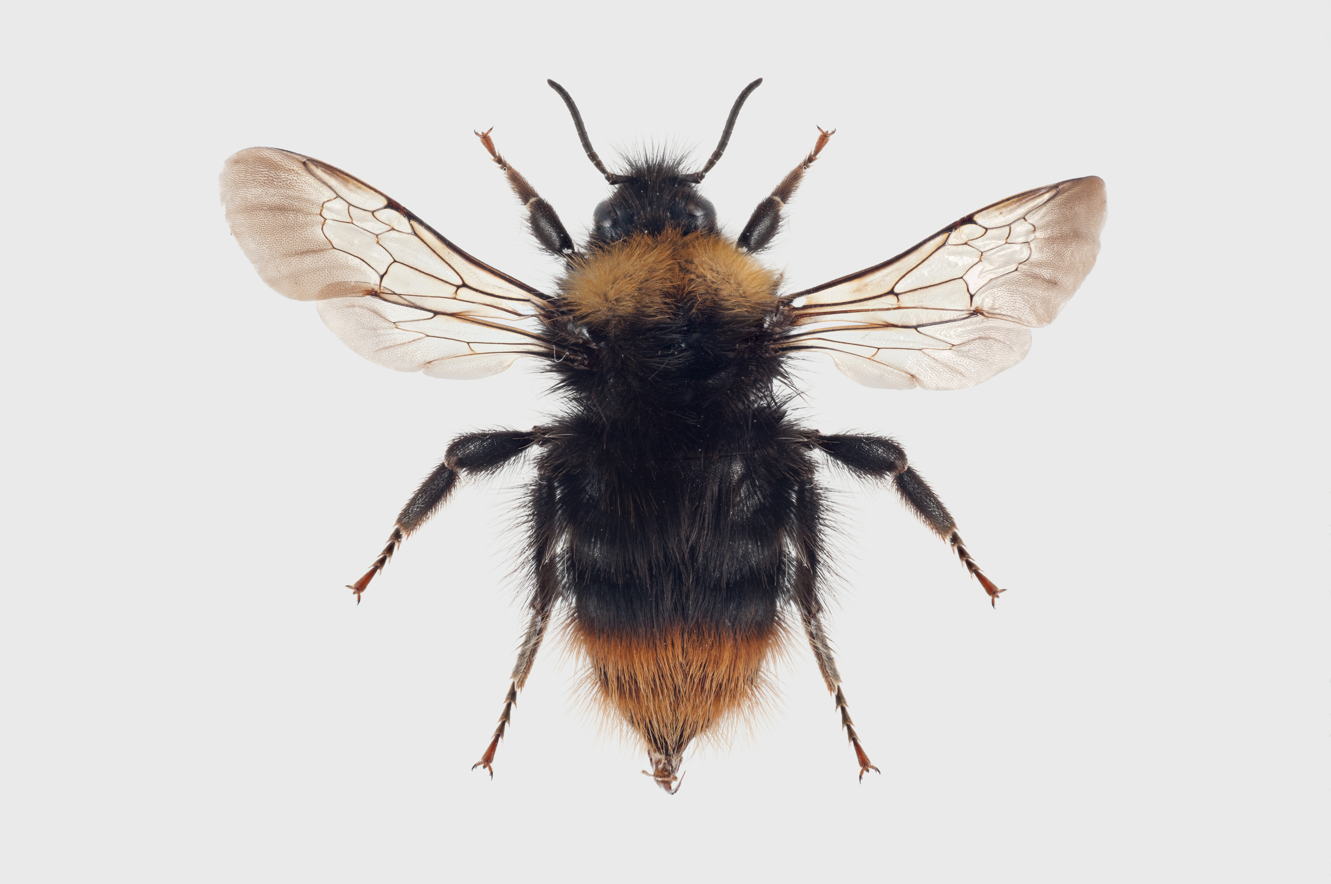 : Bombus pratorum.