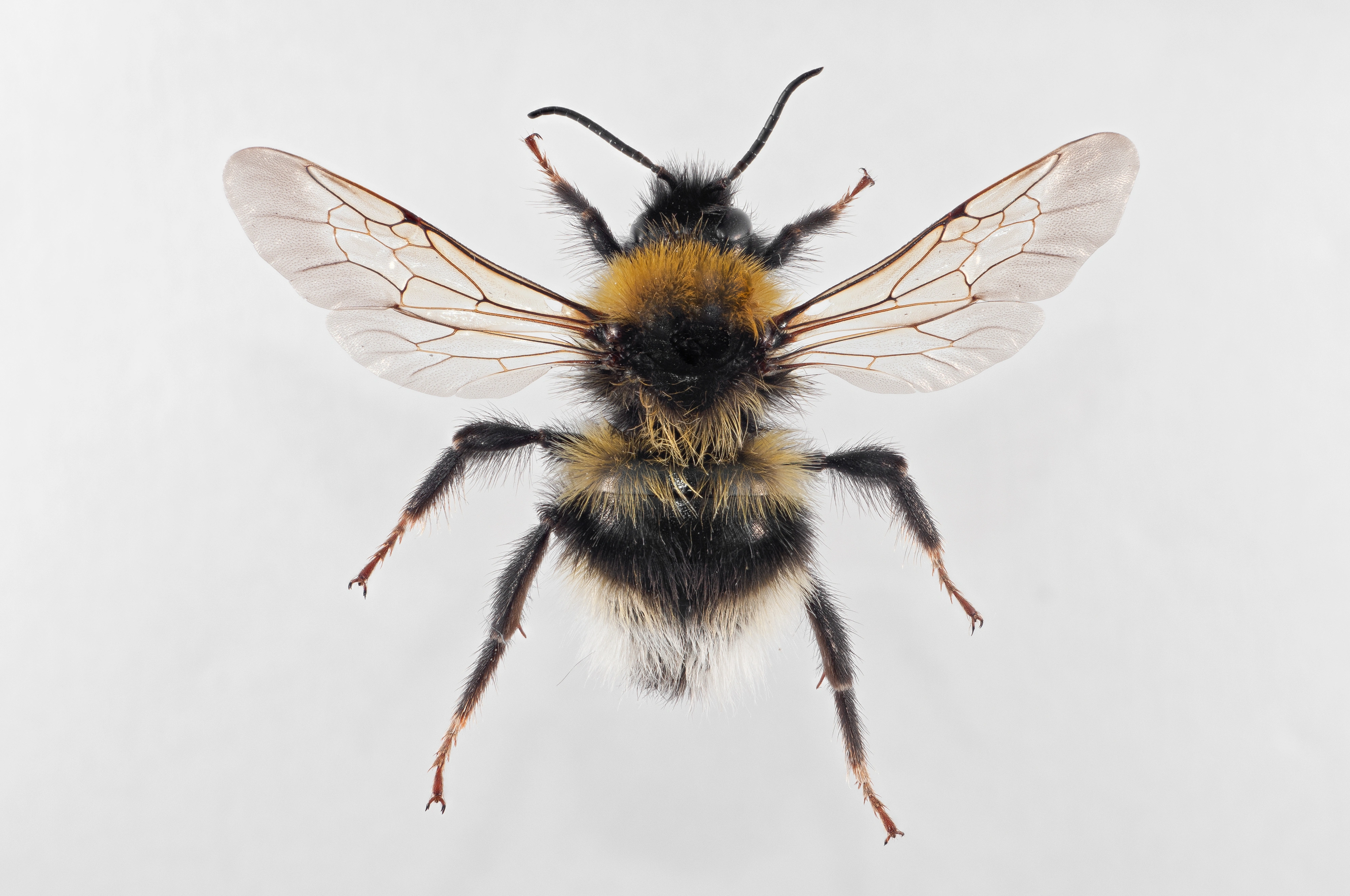 : Bombus bohemicus.