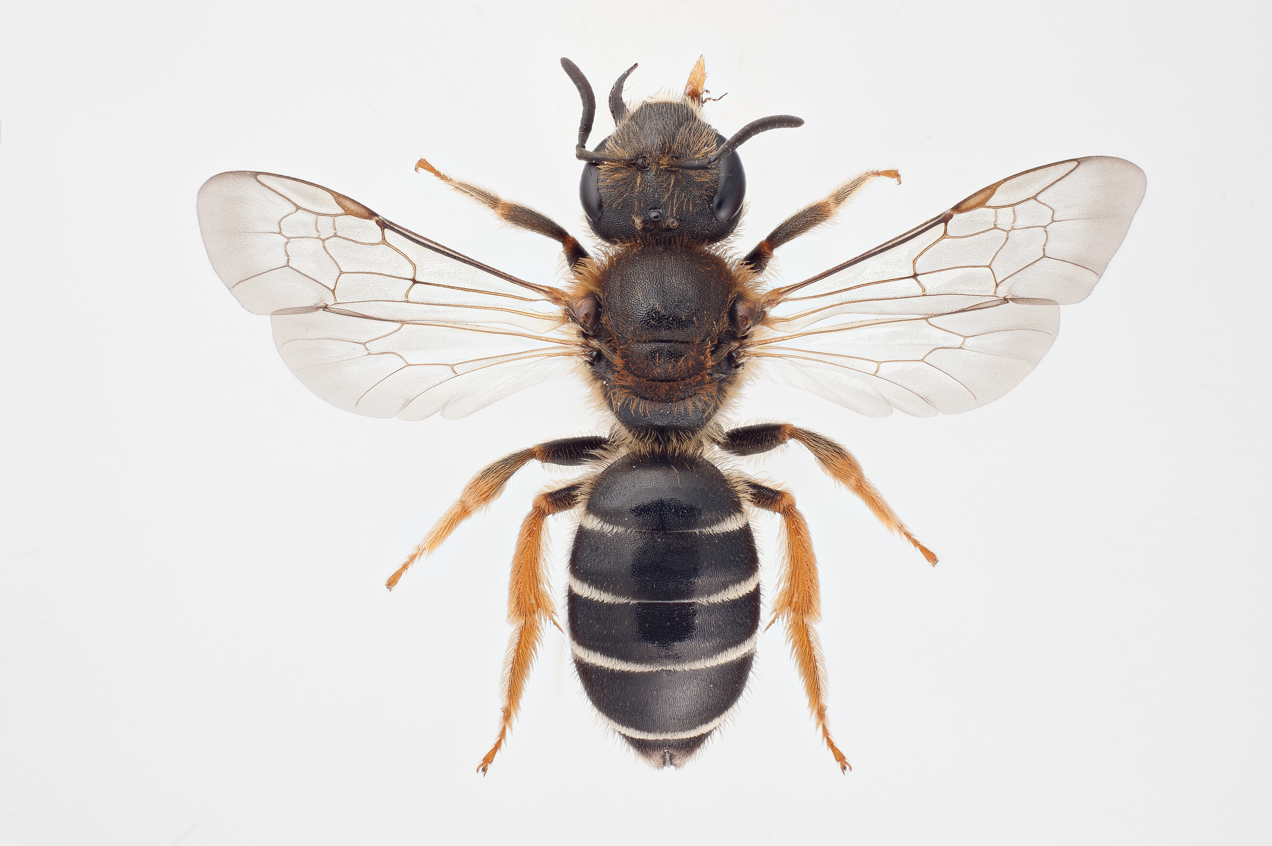 : Halictus rubicundus.