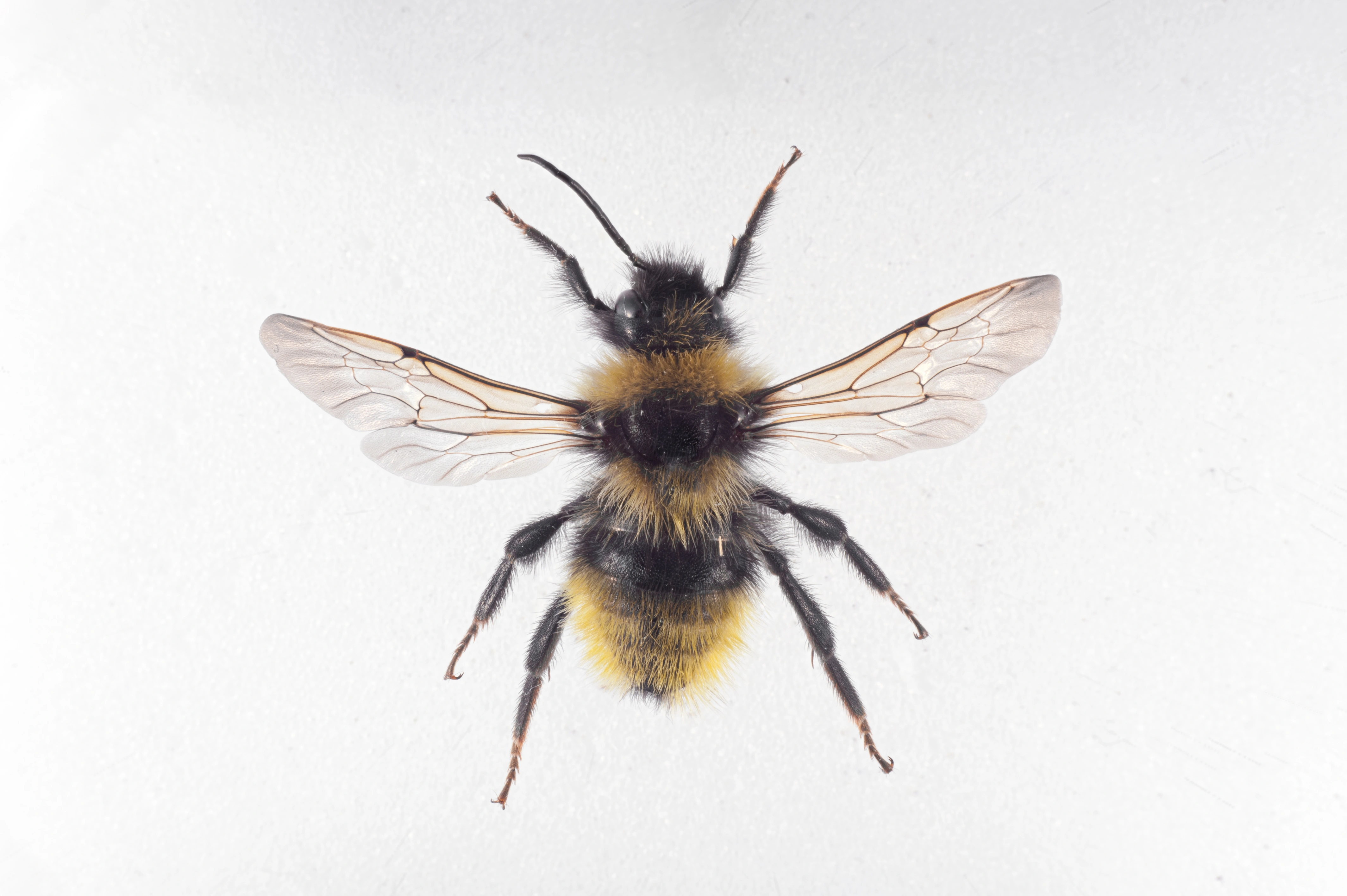 : Bombus (Psithyrus) campestris.