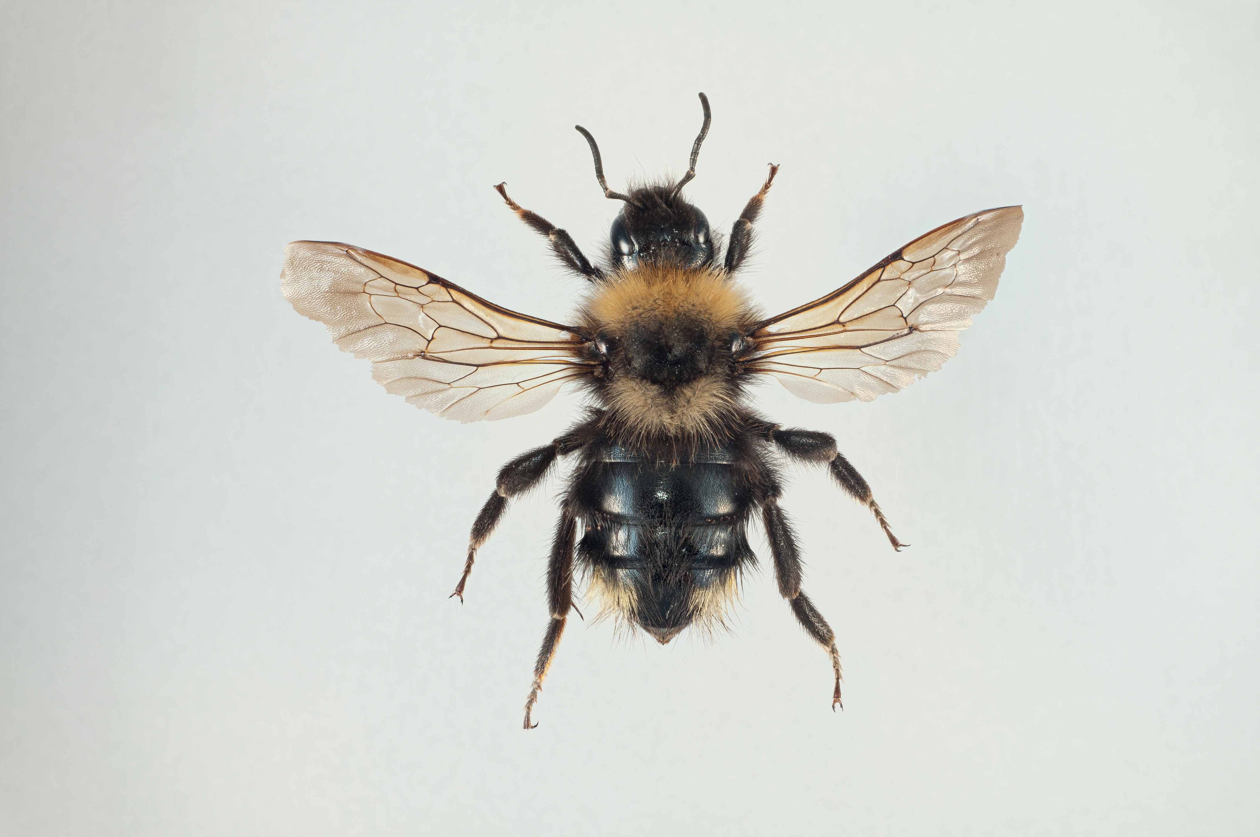 : Bombus campestris.