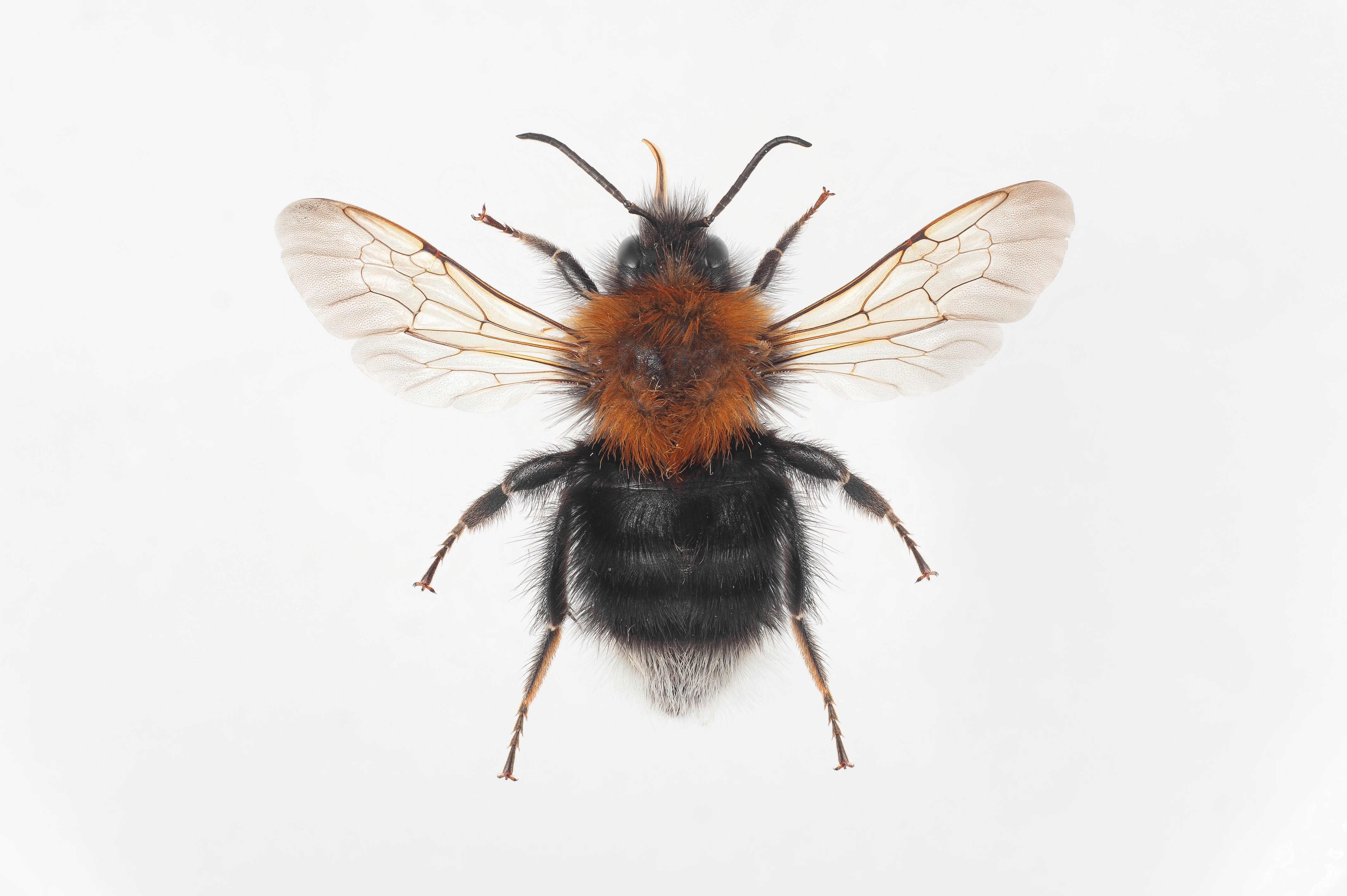 : Bombus (Pyrobombus) hypnorum.