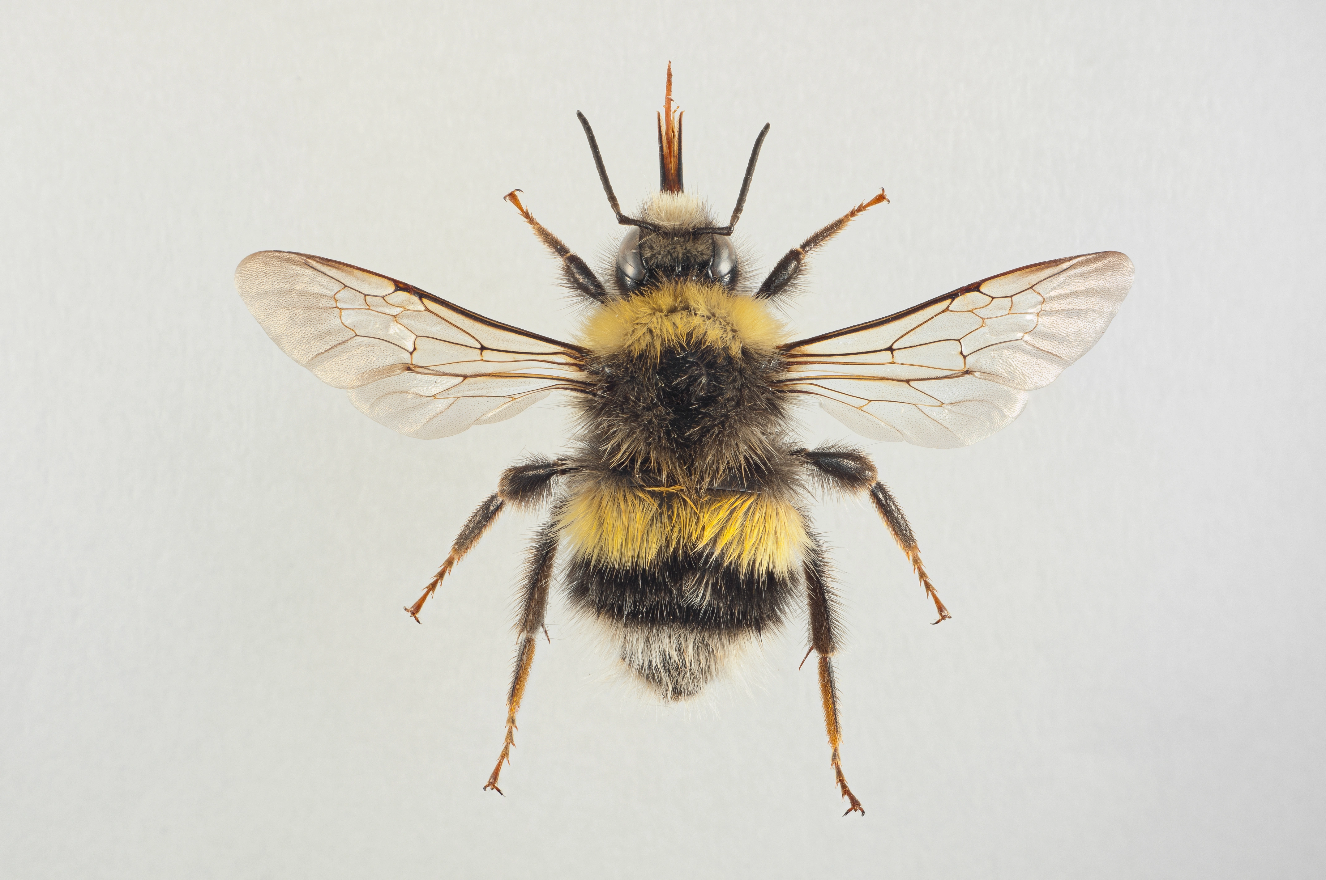 : Bombus (Bombus s. str.) lucorum.