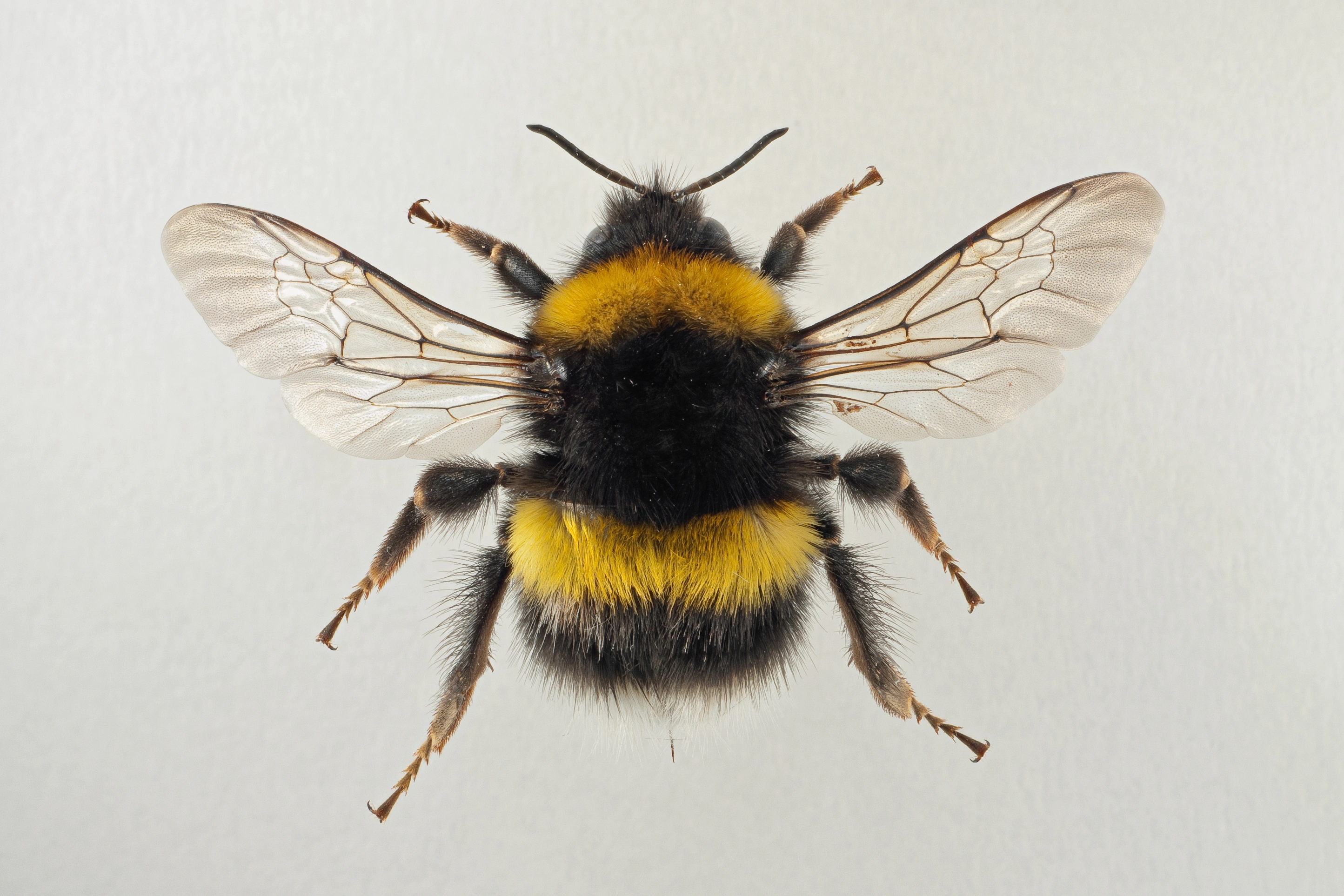 : Bombus (Bombus s. str.) lucorum.