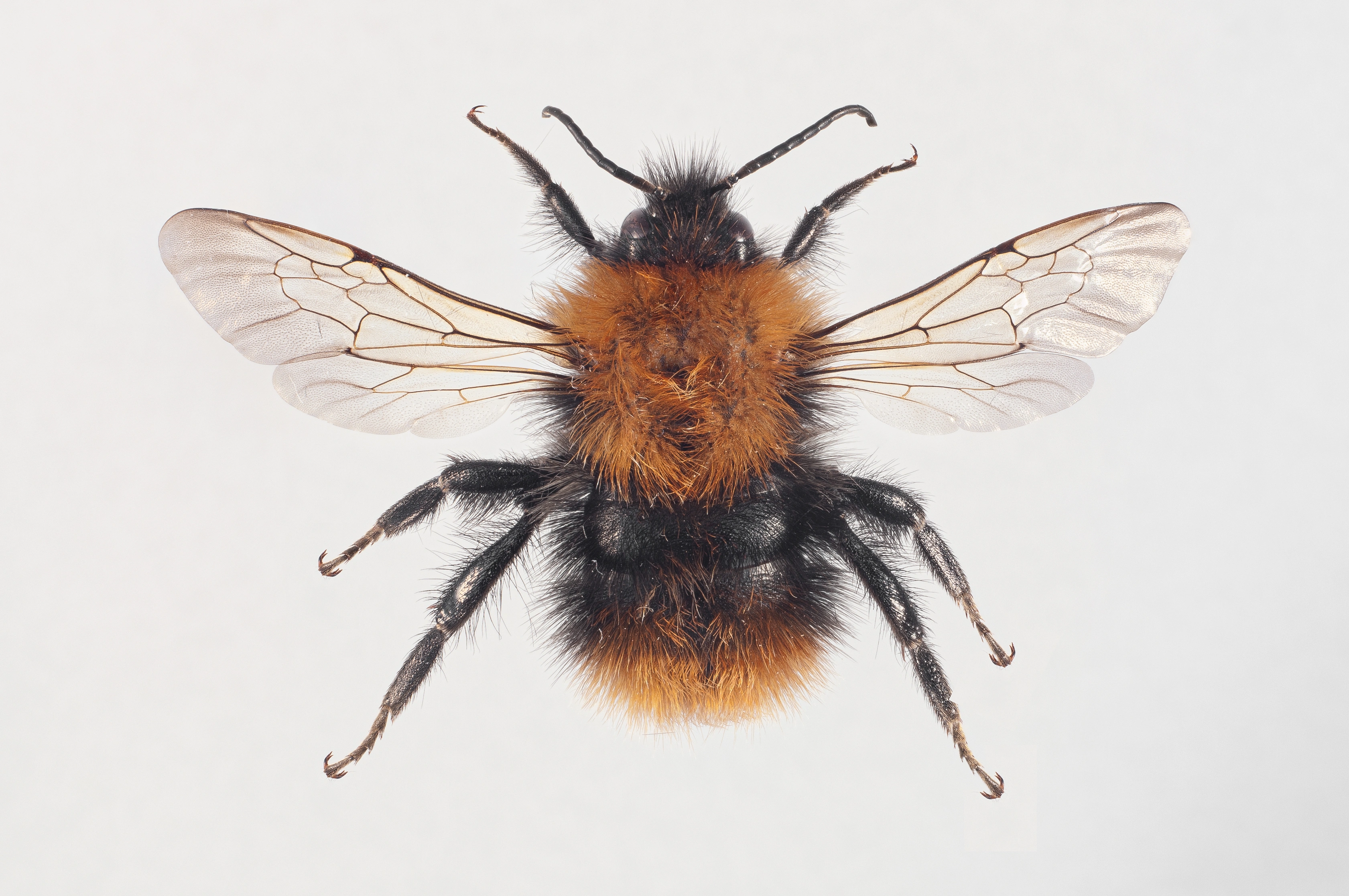 : Bombus pascuorum.