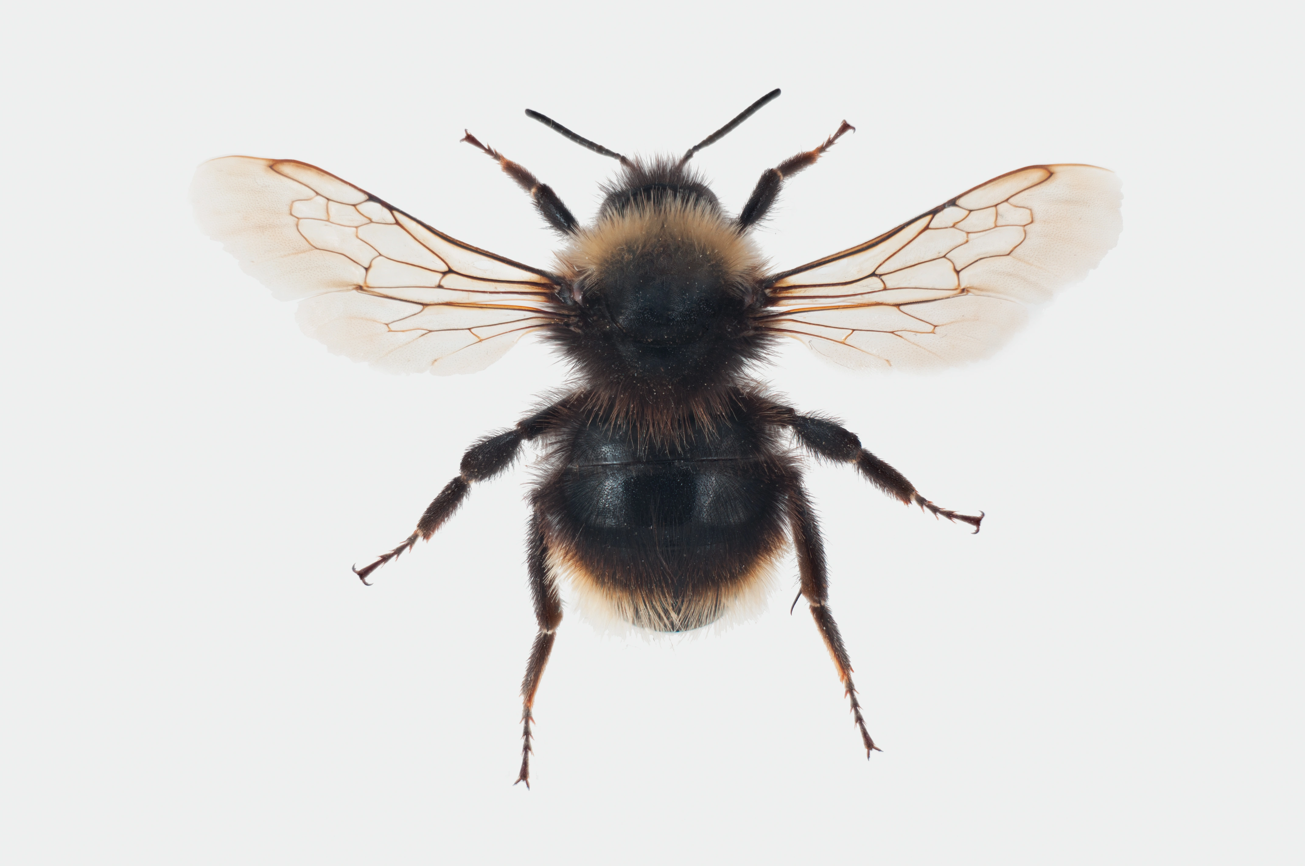 : Bombus quadricolor.