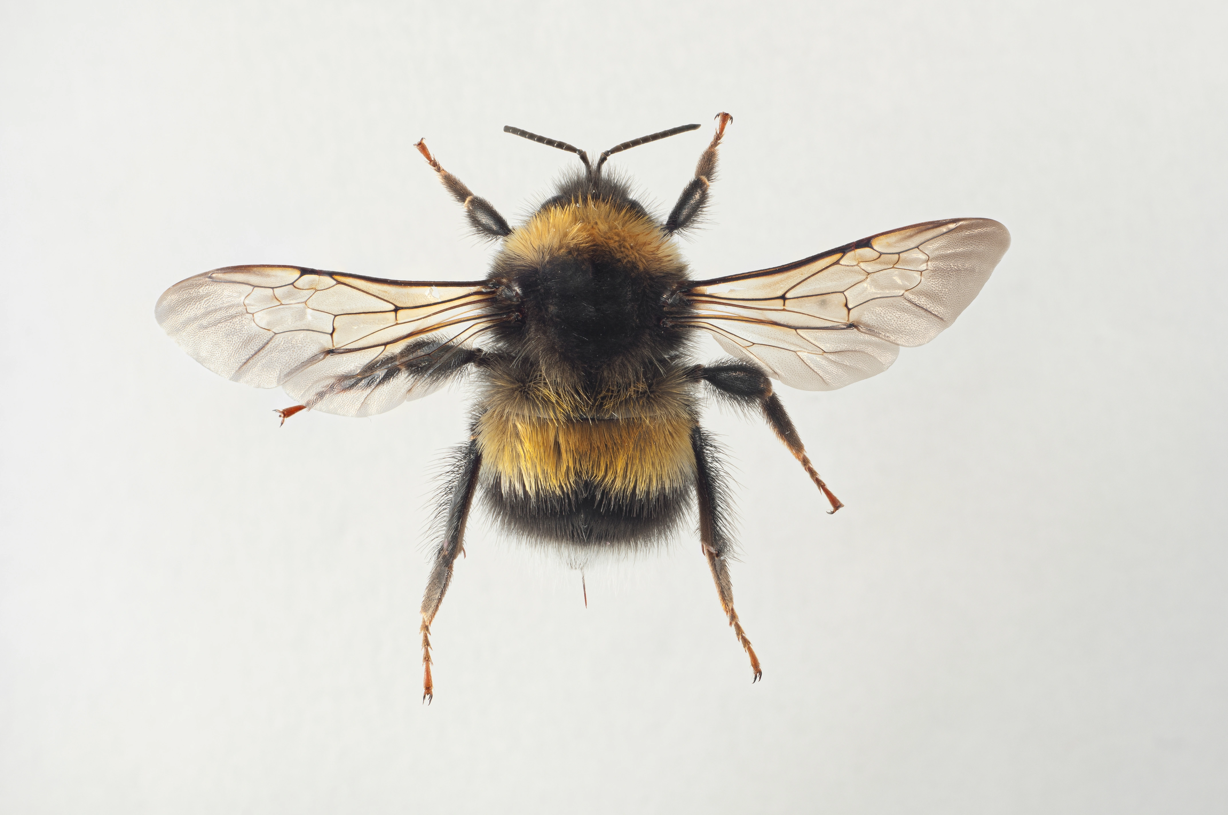 : Bombus sporadicus.