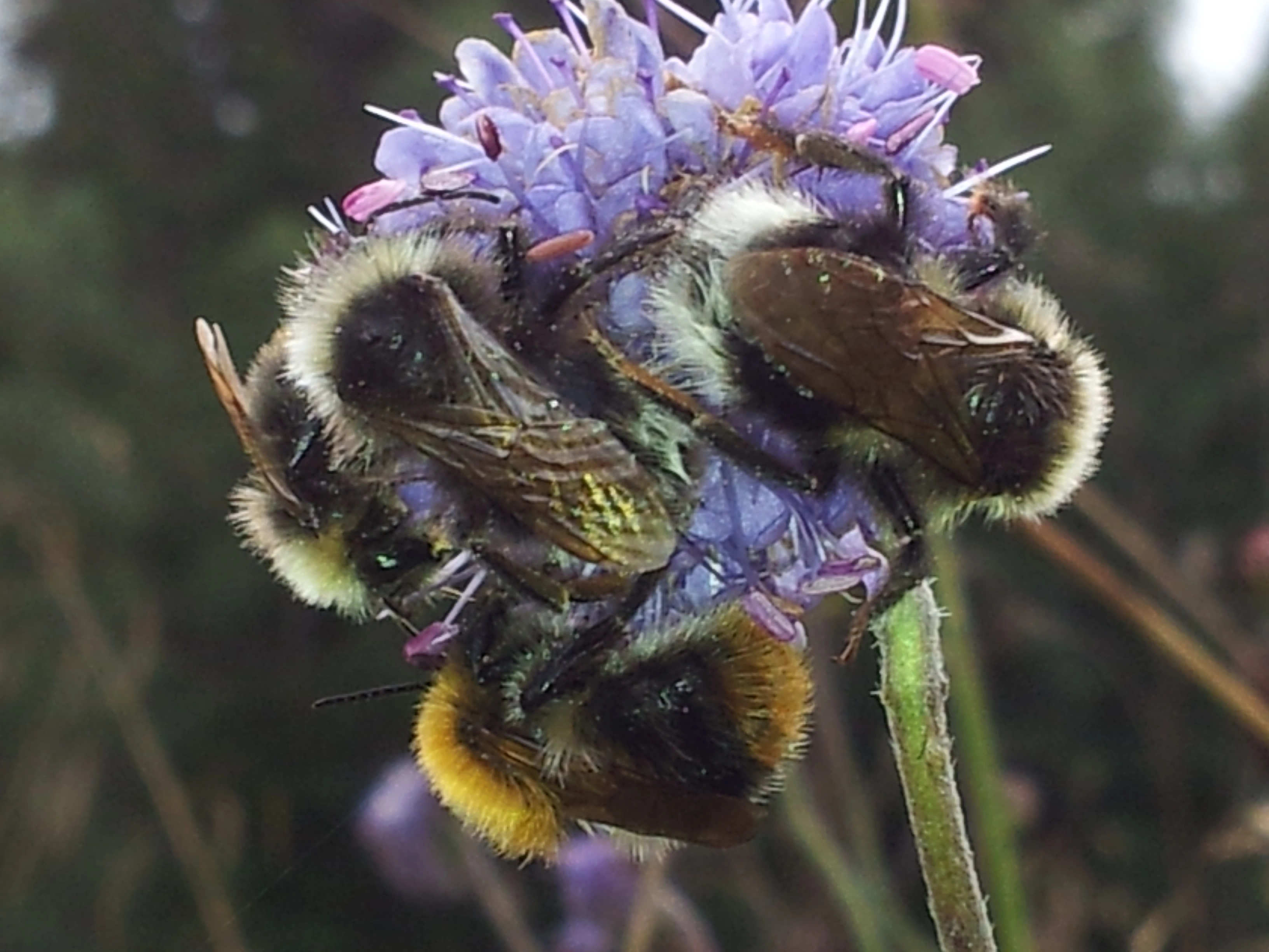 : Succisa pratensis. : Bombus.