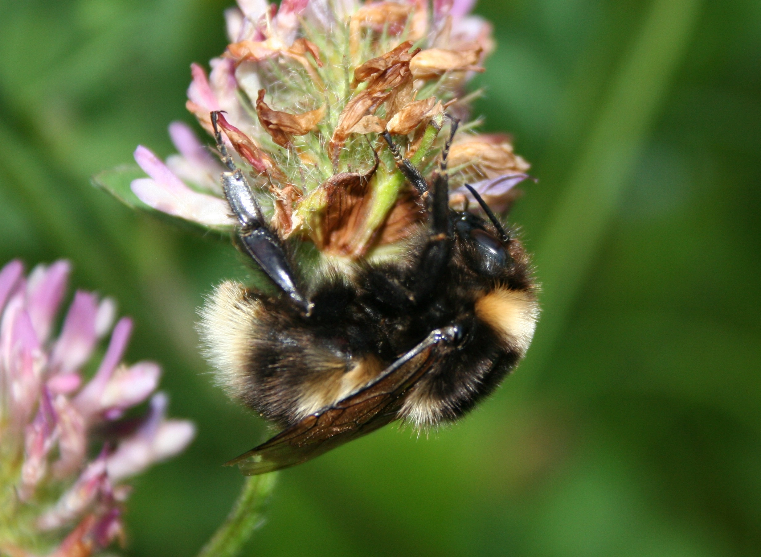 : Bombus (Megabombus) hortorum.