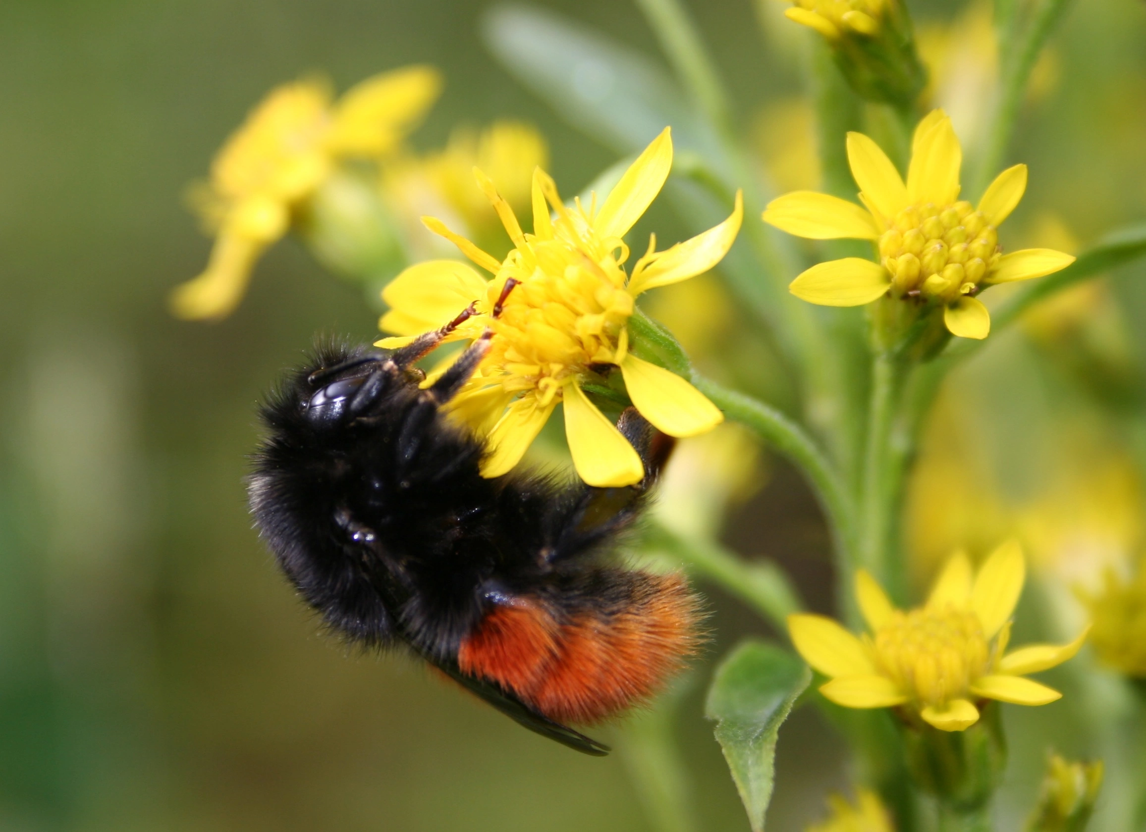 : Bombus monticola.