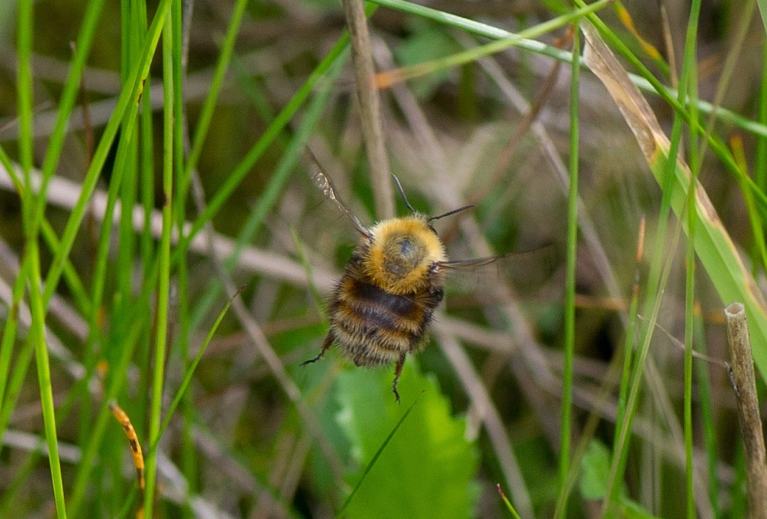 : Bombus (Thoracobombus) humilis.