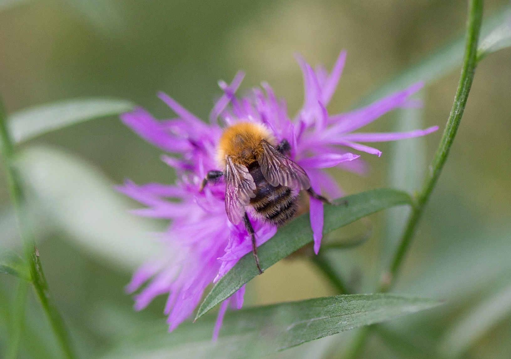 : Bombus humilis.