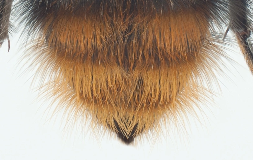 : Bombus (Thoracobombus) pascuorum.