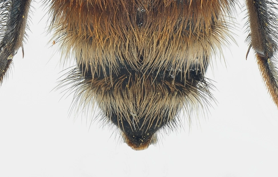 : Bombus humilis.