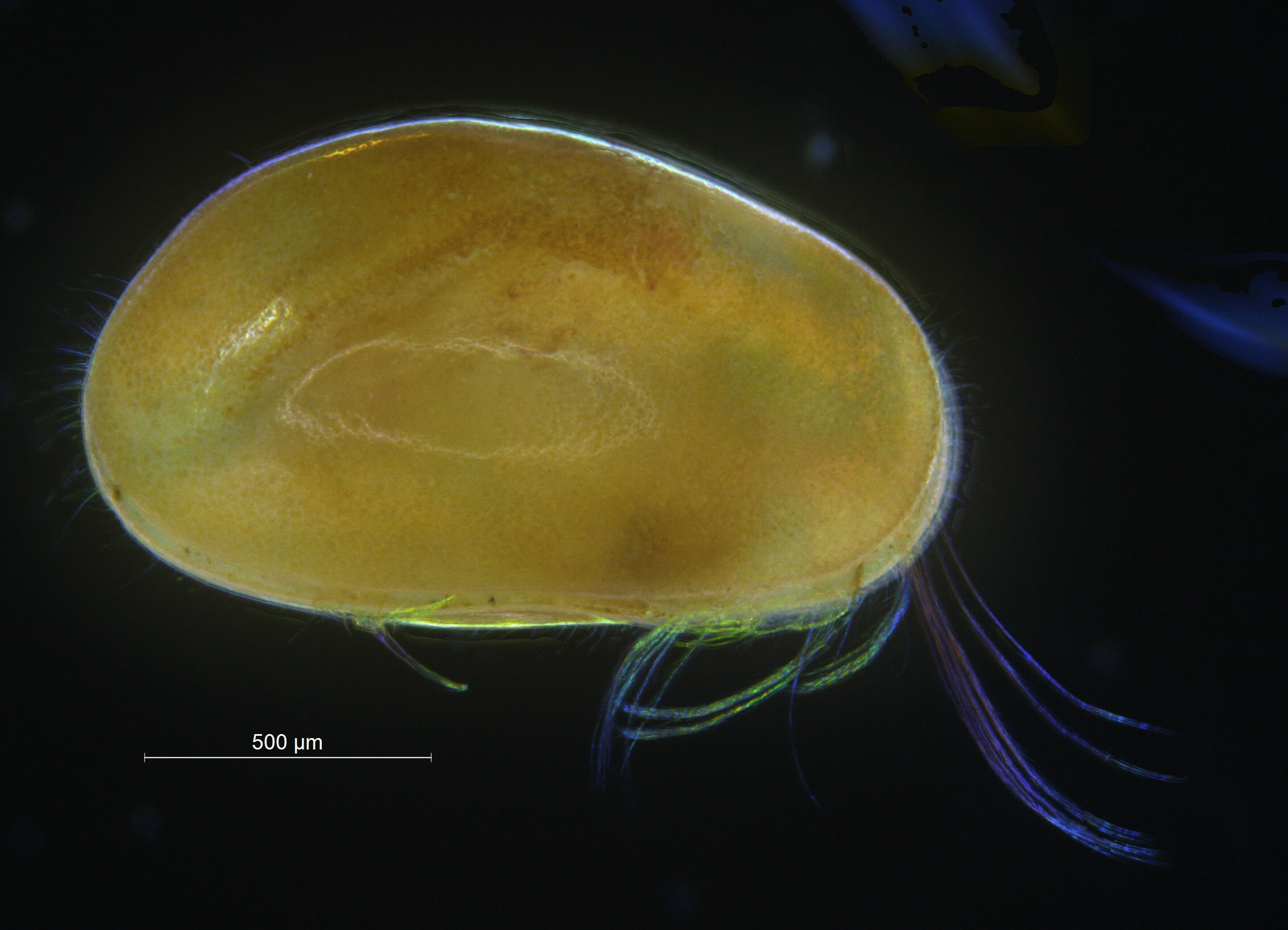 : Heterocypris incongruens.