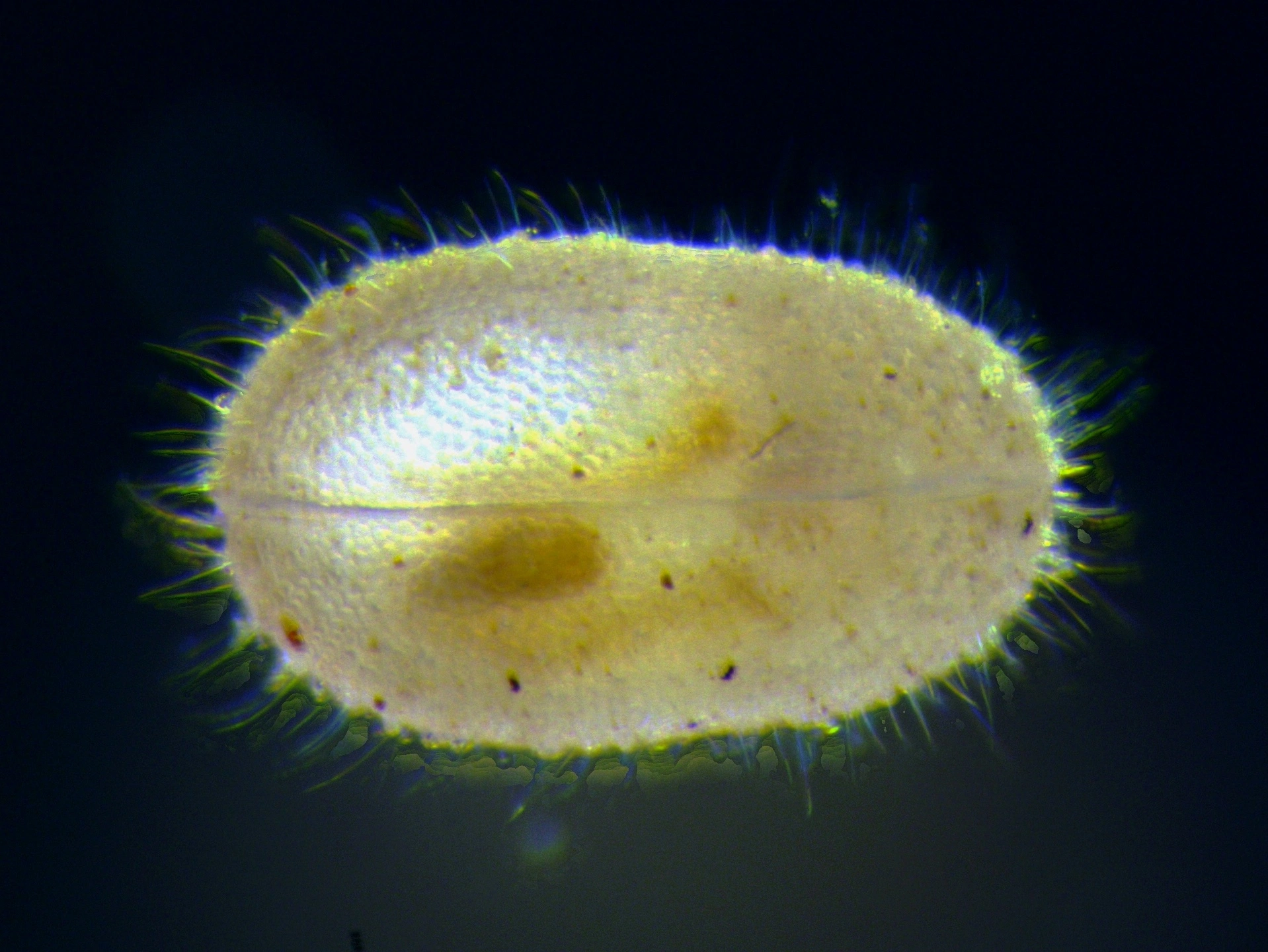 : Paracandona euplectella.