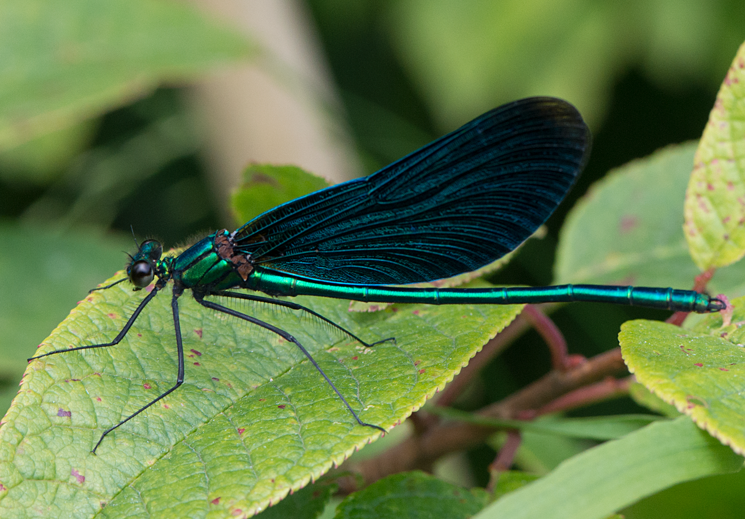 : Calopteryx virgo.