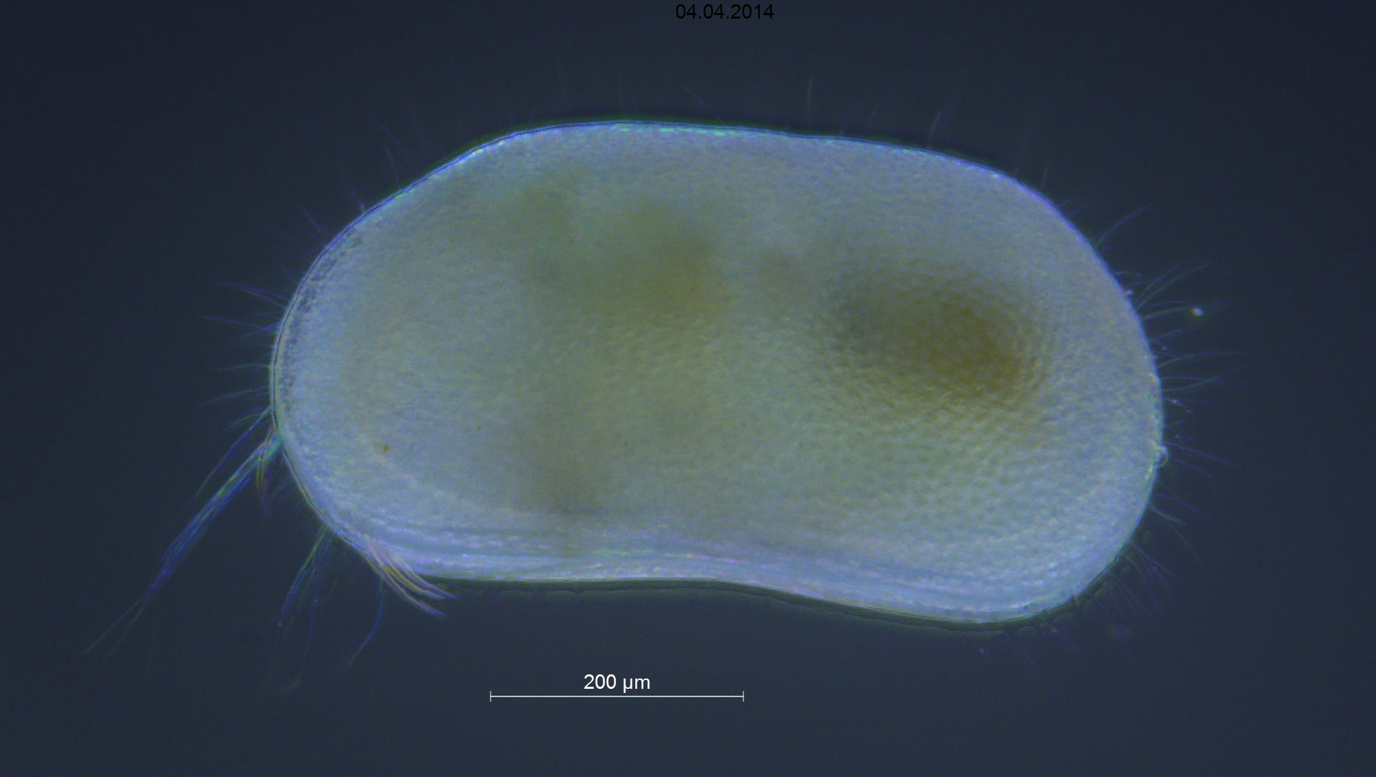 : Pseudocandona albicans.